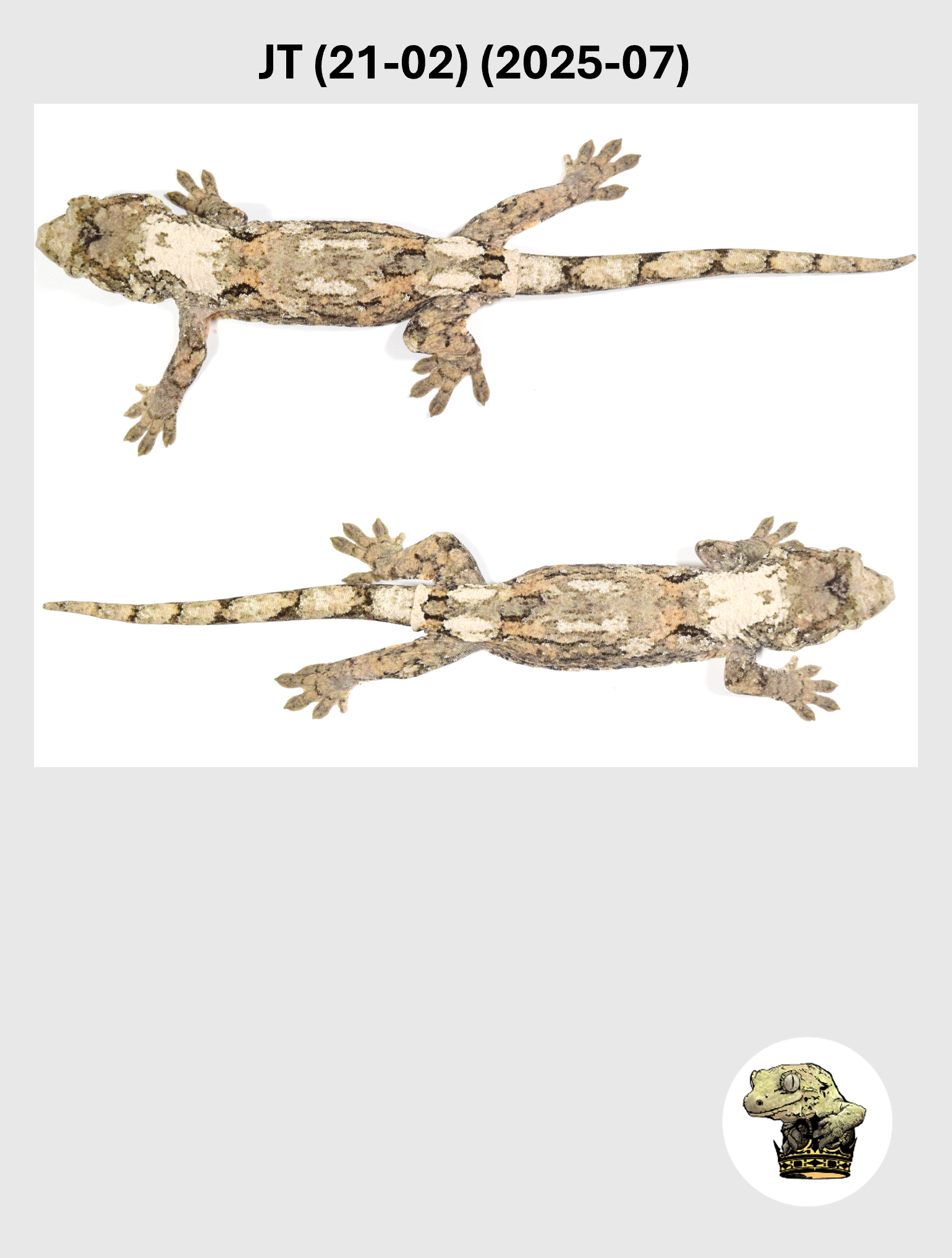 JT (21-02) (2025-07) (2026-03-25) (5) SQSP.png