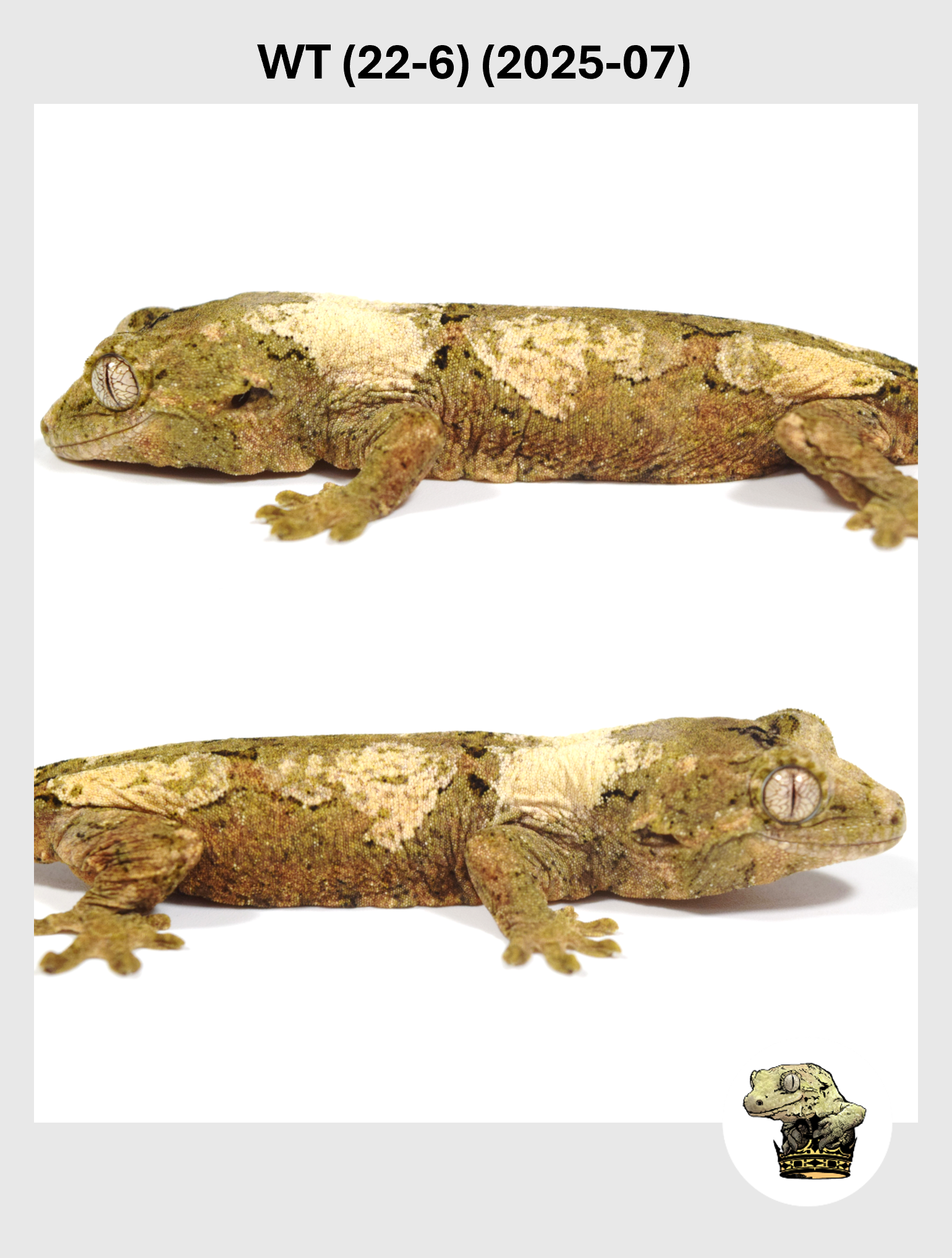 WT (22-6) (2025-07) (2025-12-22) (4) SQSP.png