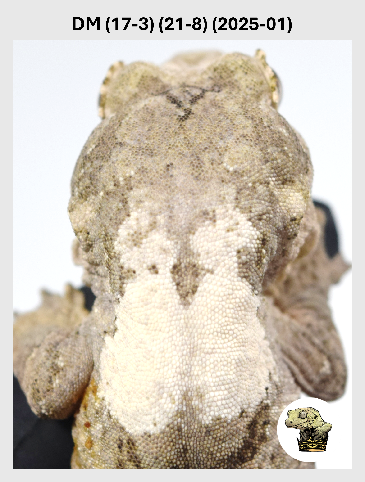 DM (17-3) (21-8) (2025-01) (2026-01-20) (1) SQSP.png