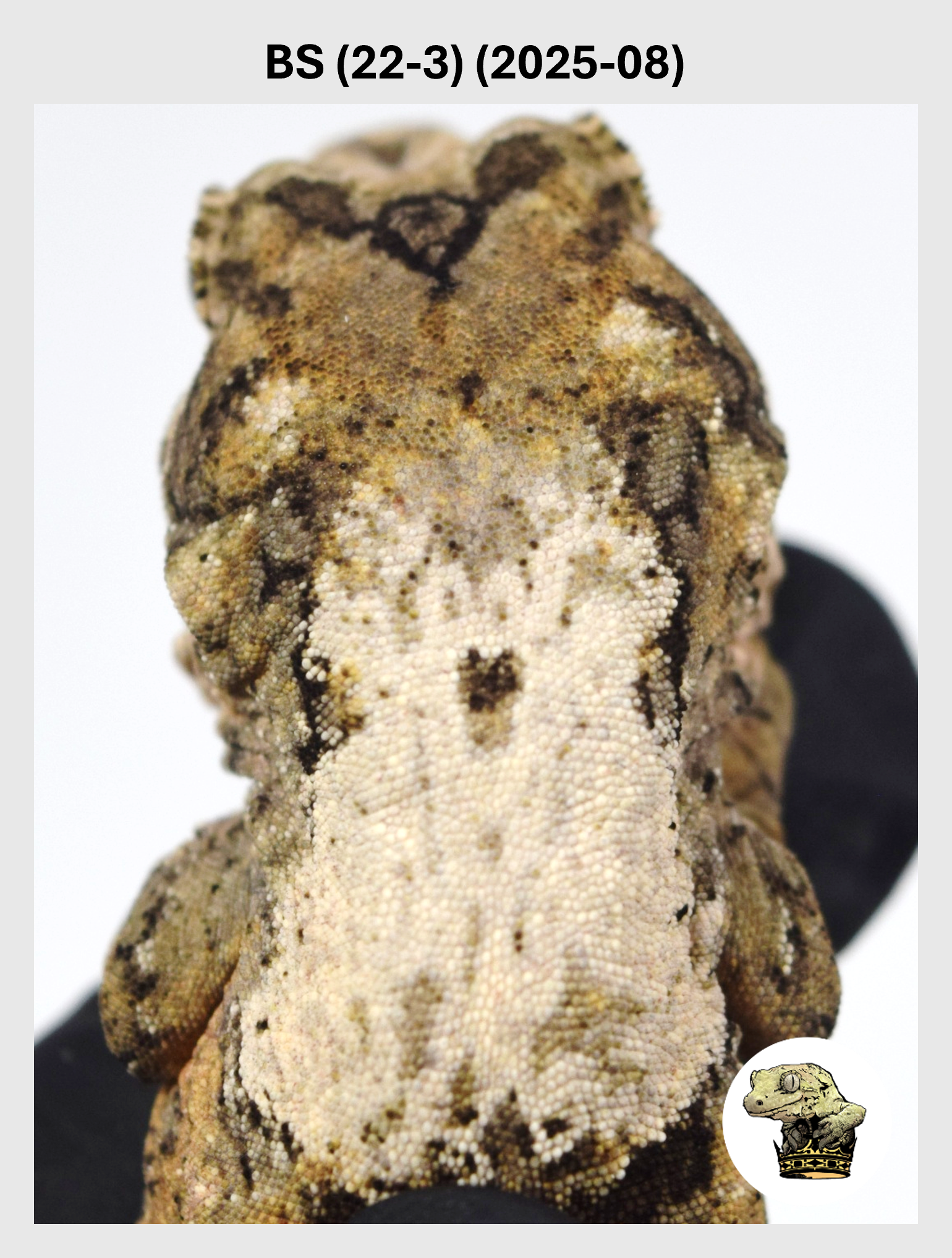 BS (22-3) (2025-08) (2025-12-02) (1) SQSP.png