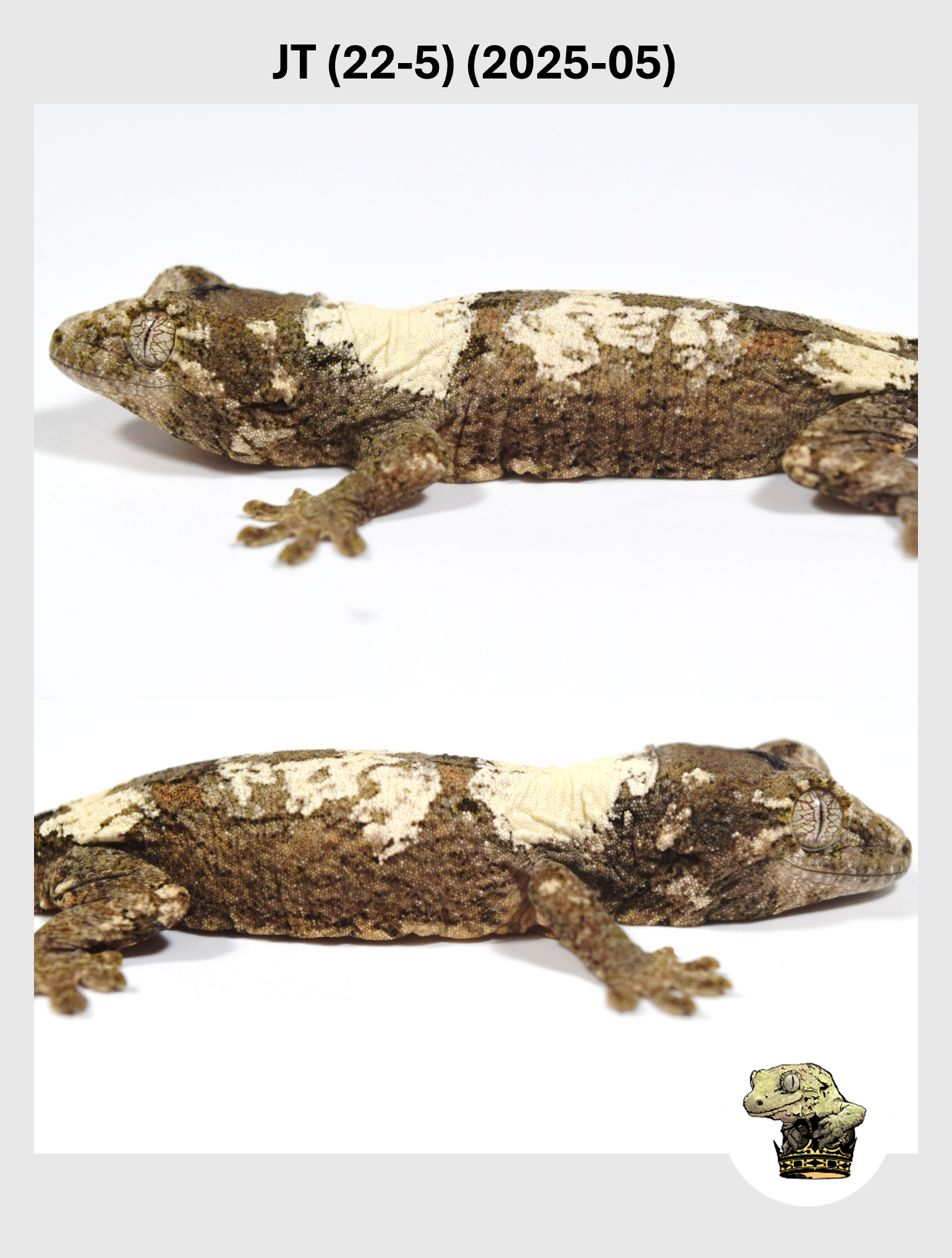 JT (22-5) (2025-05) (2025-12-22) (4) SQSP.png