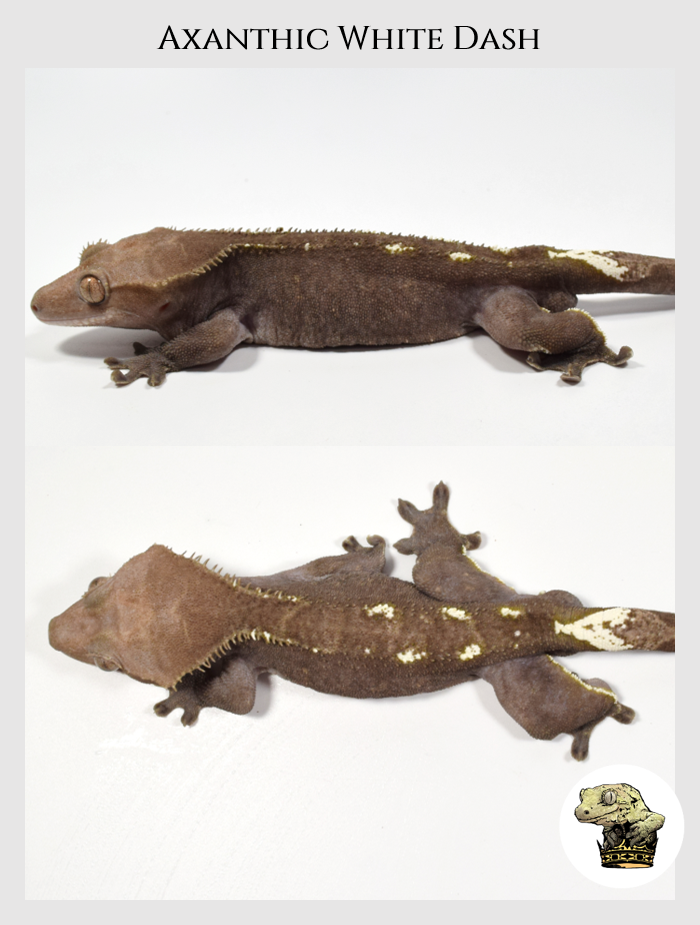 Crested Gecko (4).png
