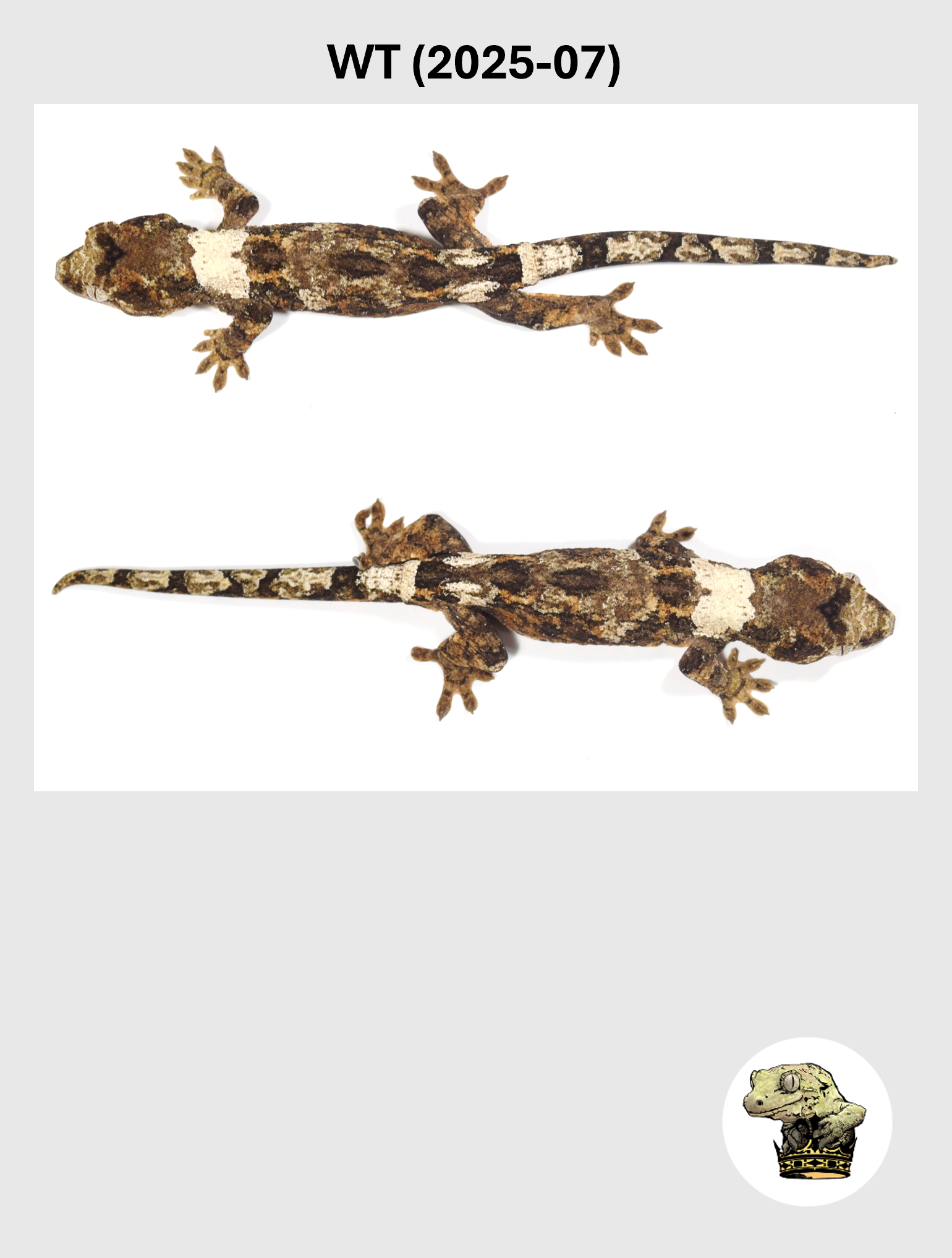 WT (2025-07) (2026-03-18) (5) SQSP.png