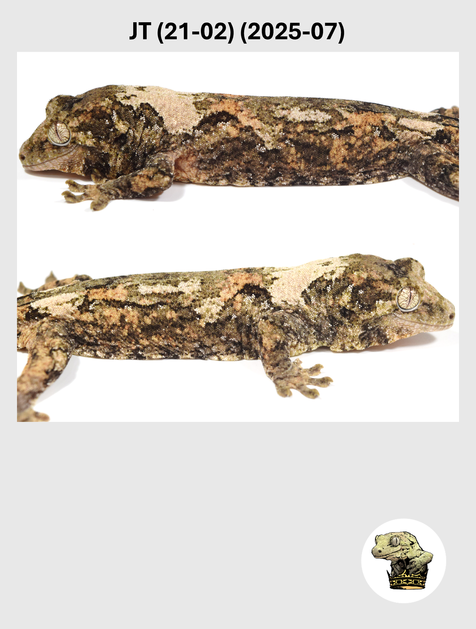 JT (21-02) (2025-07) (2026-03-25) (2) SQSP.png