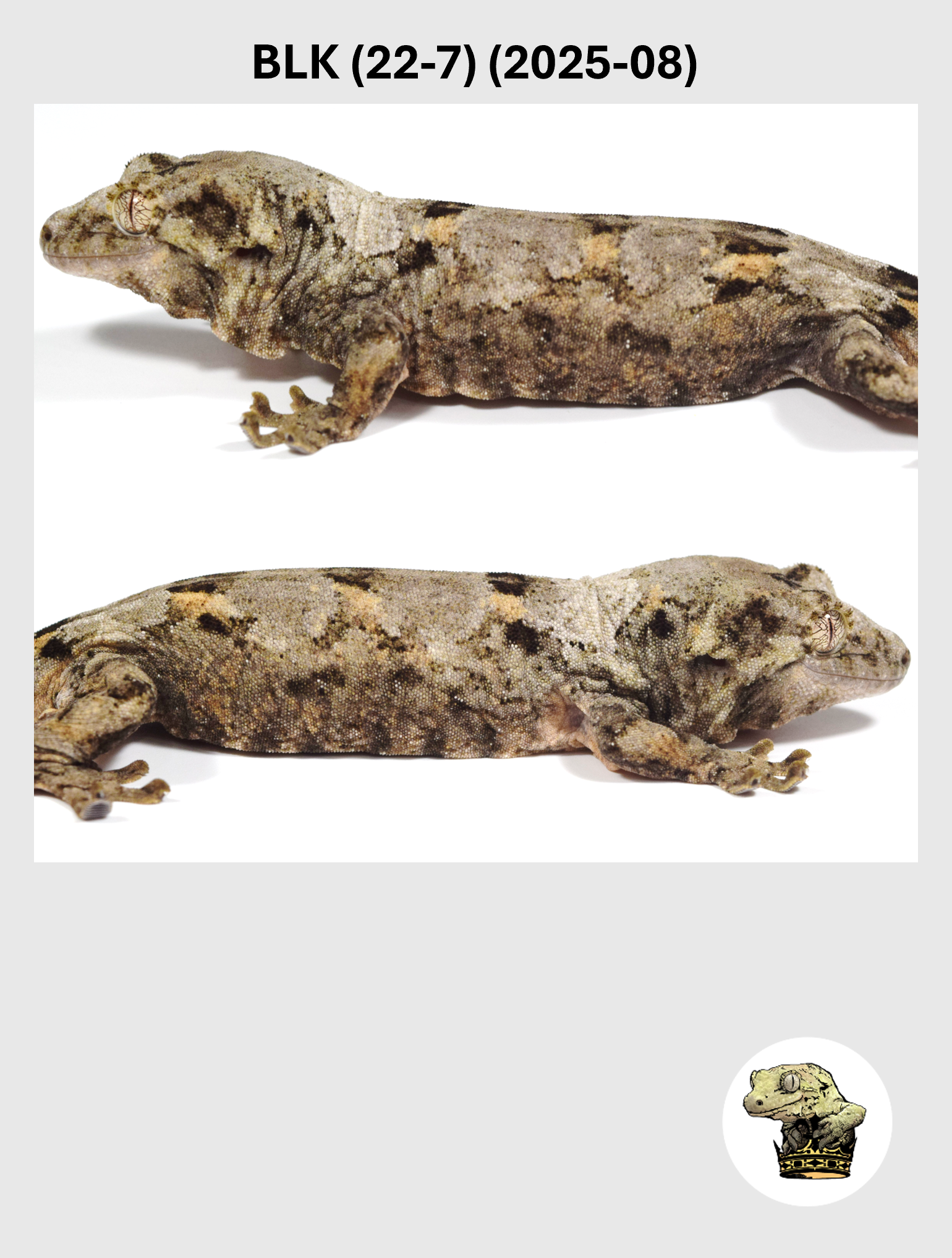 BLK (22-7) (2025-08) (2026-04-22) (6) SQSP.png
