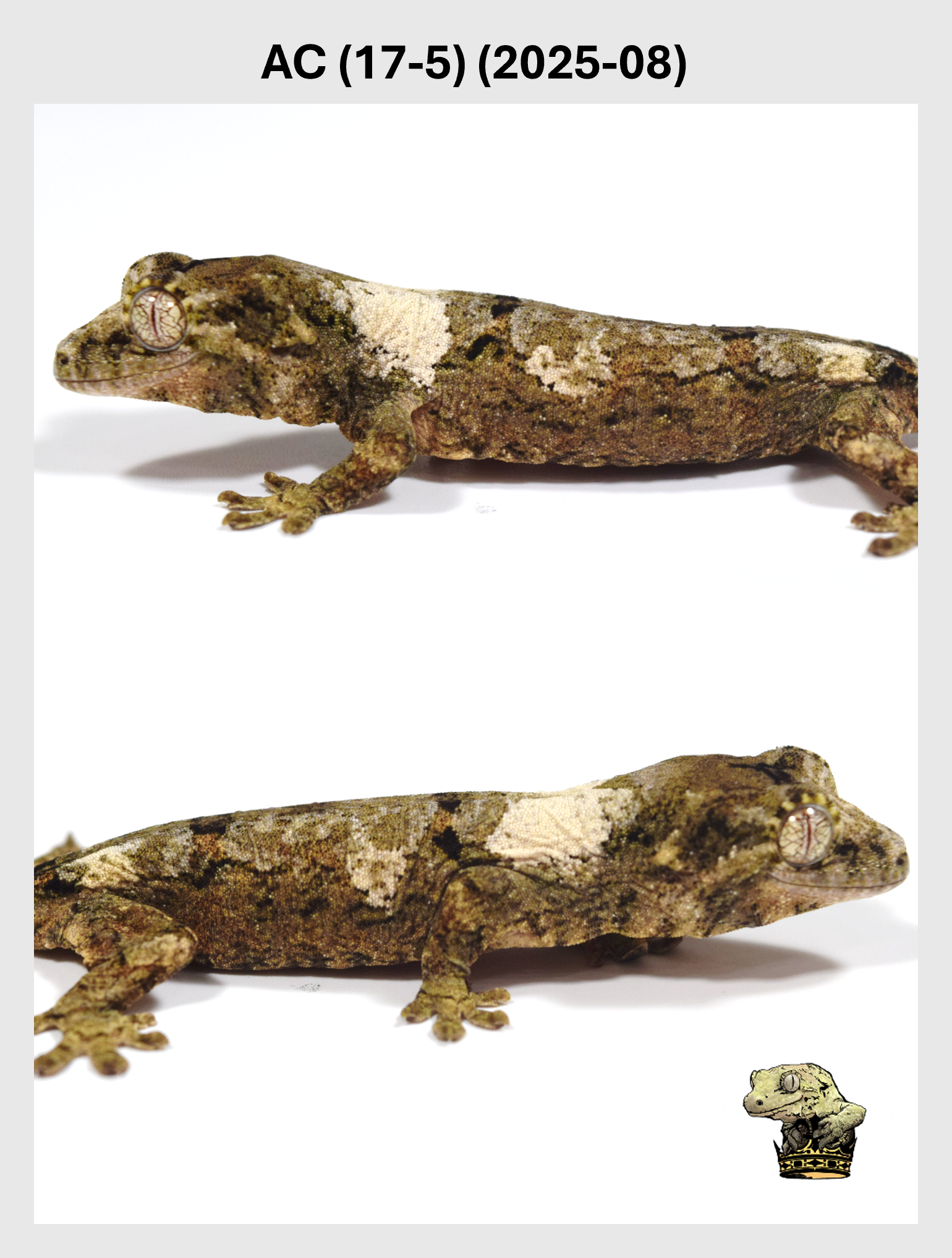 AC (17-5) (2025-08) (2025-12-22) (2) SQSP.png