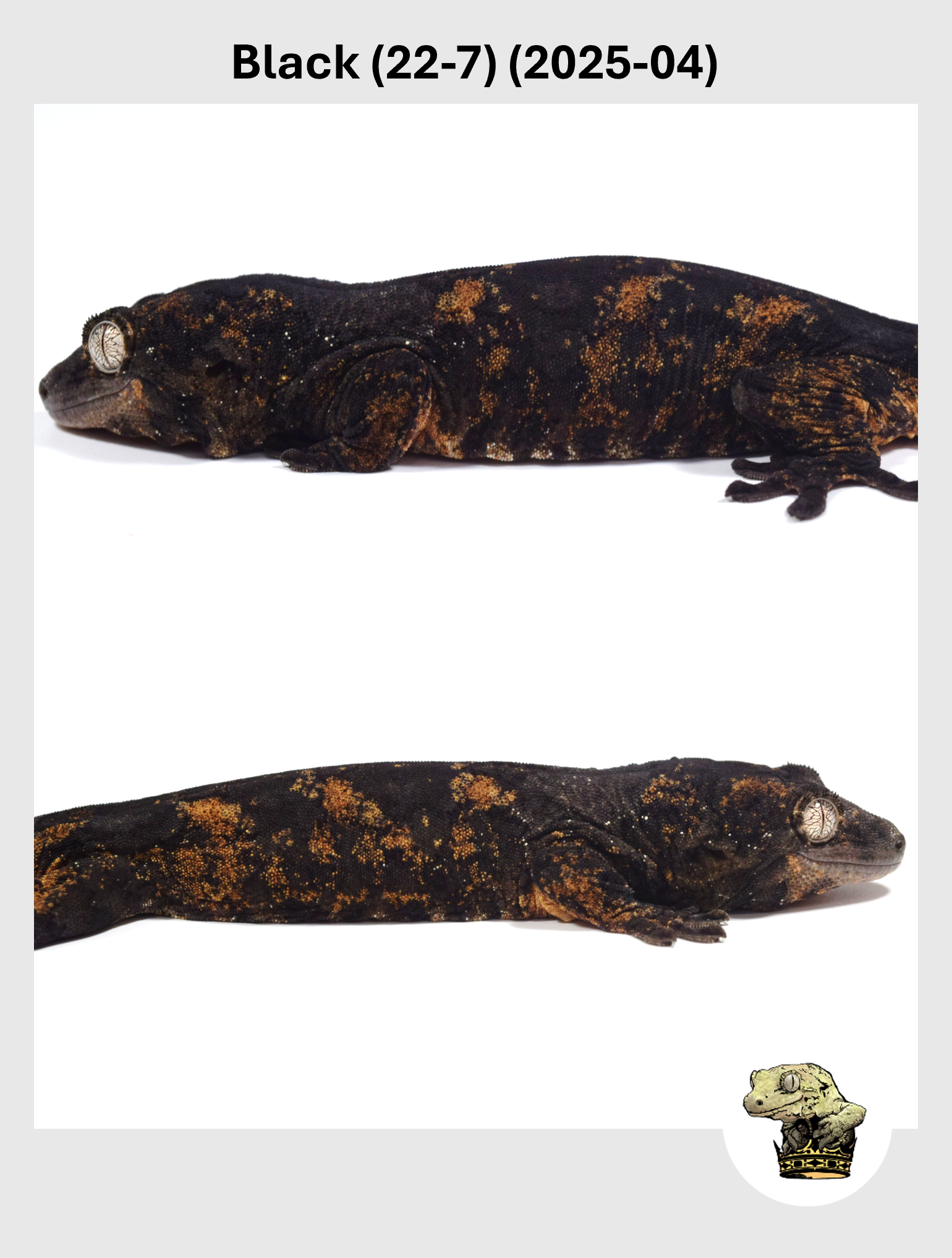 Black (22-7) (2025-04) (2026-01-06) (2) SQSP.png