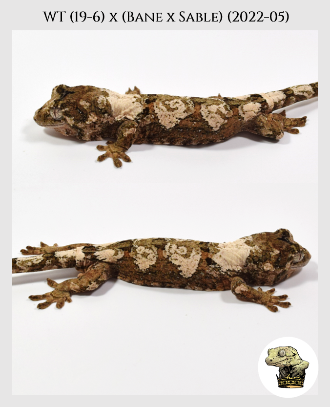 WT (19-6) (2022-05) (2023-04-30) (2).png