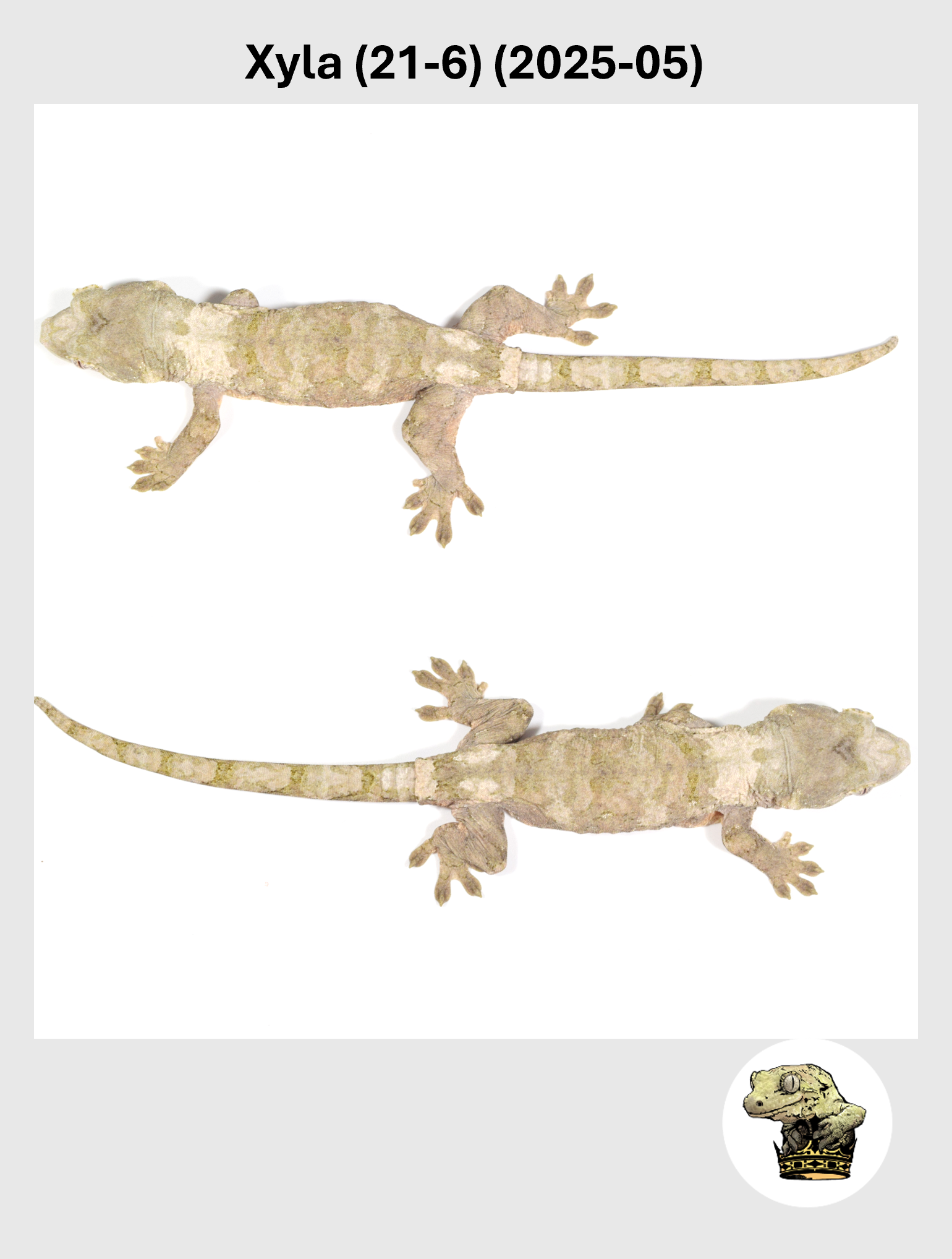 Xyla (21-6) (2025-05) (2026-01-20) (5) SQSP.png