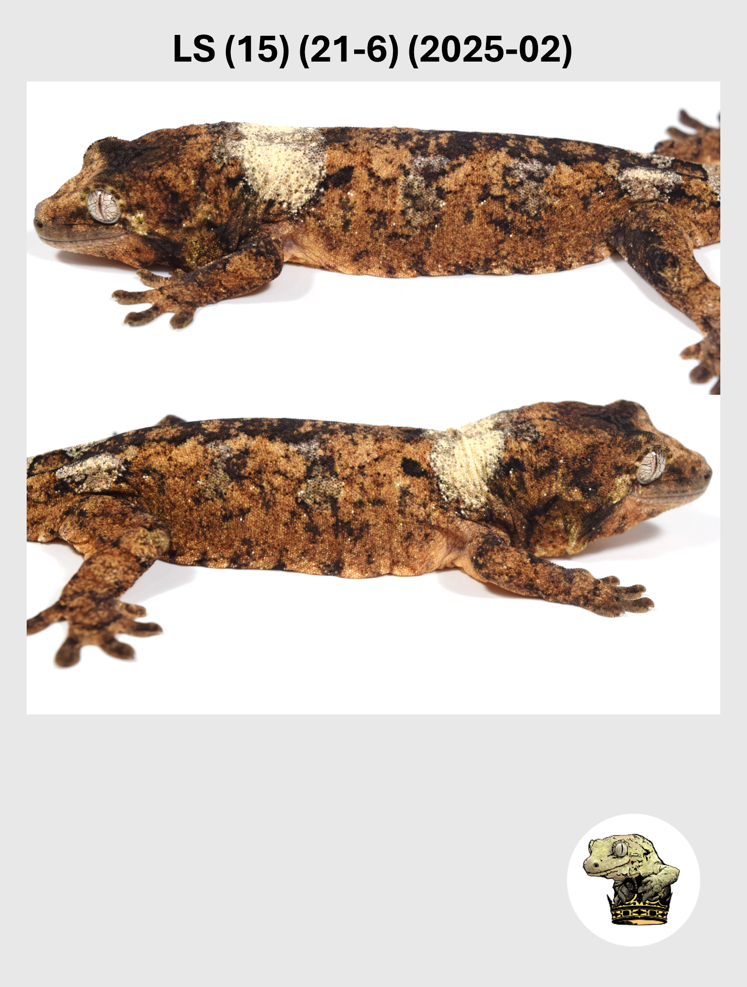 Red High White Male! LS (15) (21-6) (2025-02)