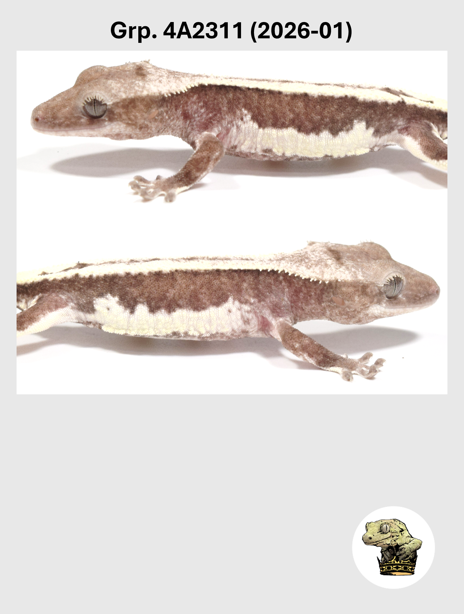 Visual Axanthic Lilly White Male* Crested Gecko! 4A2311 (2026-01)