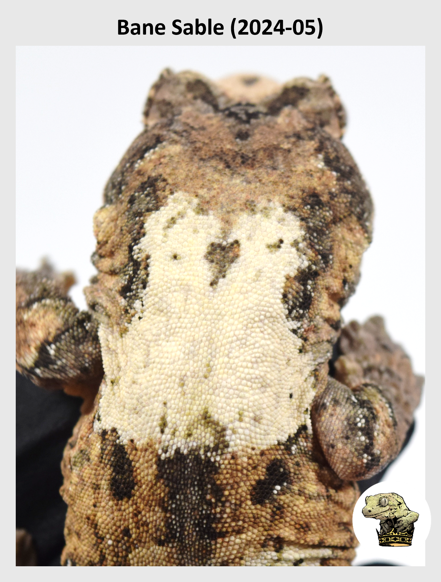High White Line Chahoua Male! Bane x Sable (2024-05) — Troys Geckos