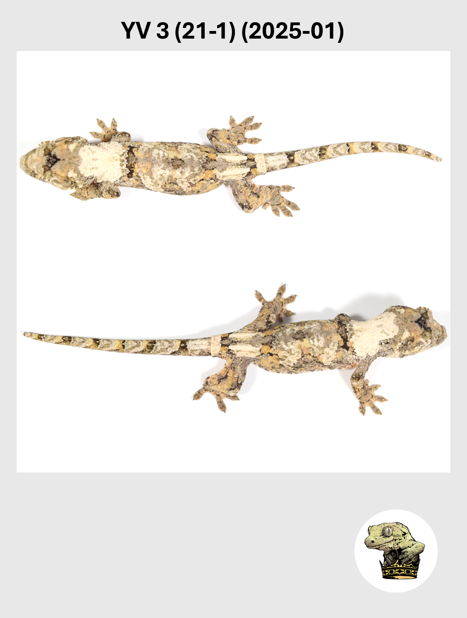 Orange High White Female*! YV (17-3) (21-1) (2025-01)JT (22-5) (2025-04)