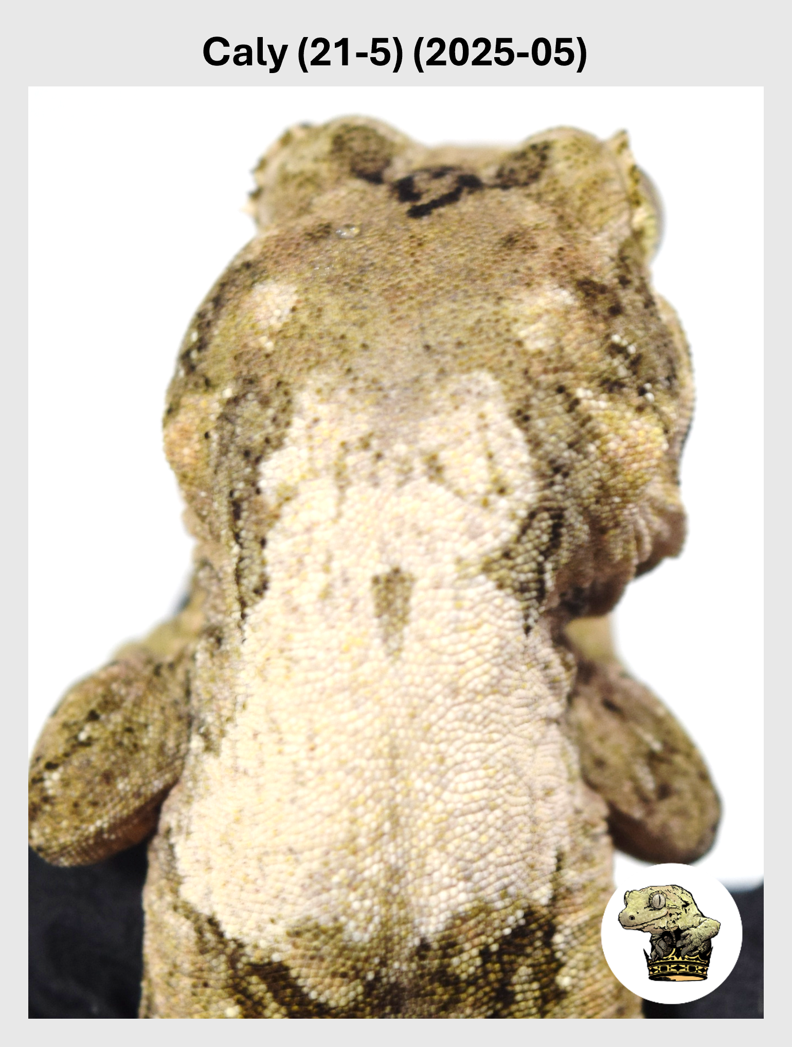 Super White Male! Caly (21-5) (2025-05)