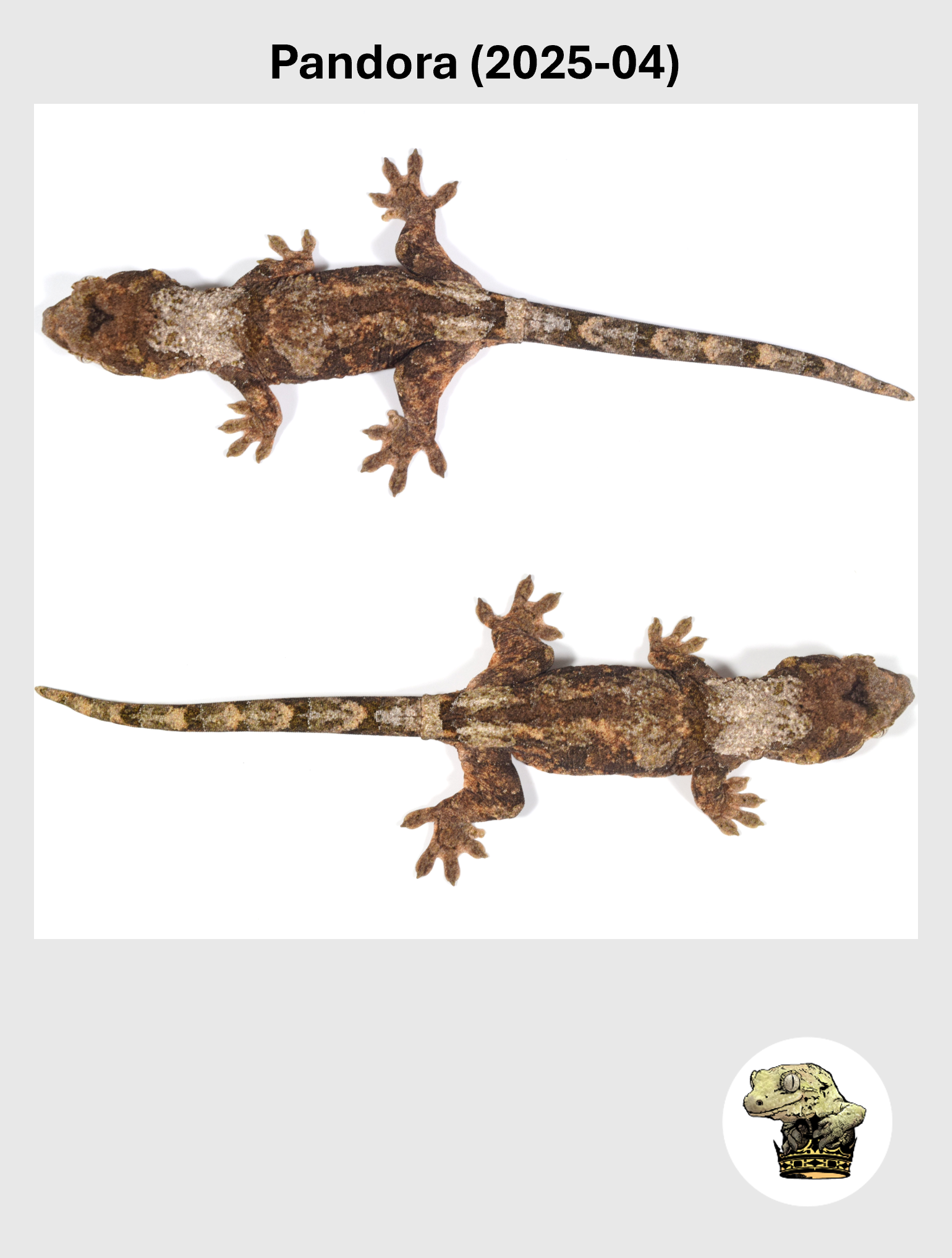 Pandora (2025-04) (2026-10-02) (3) SQSP.png