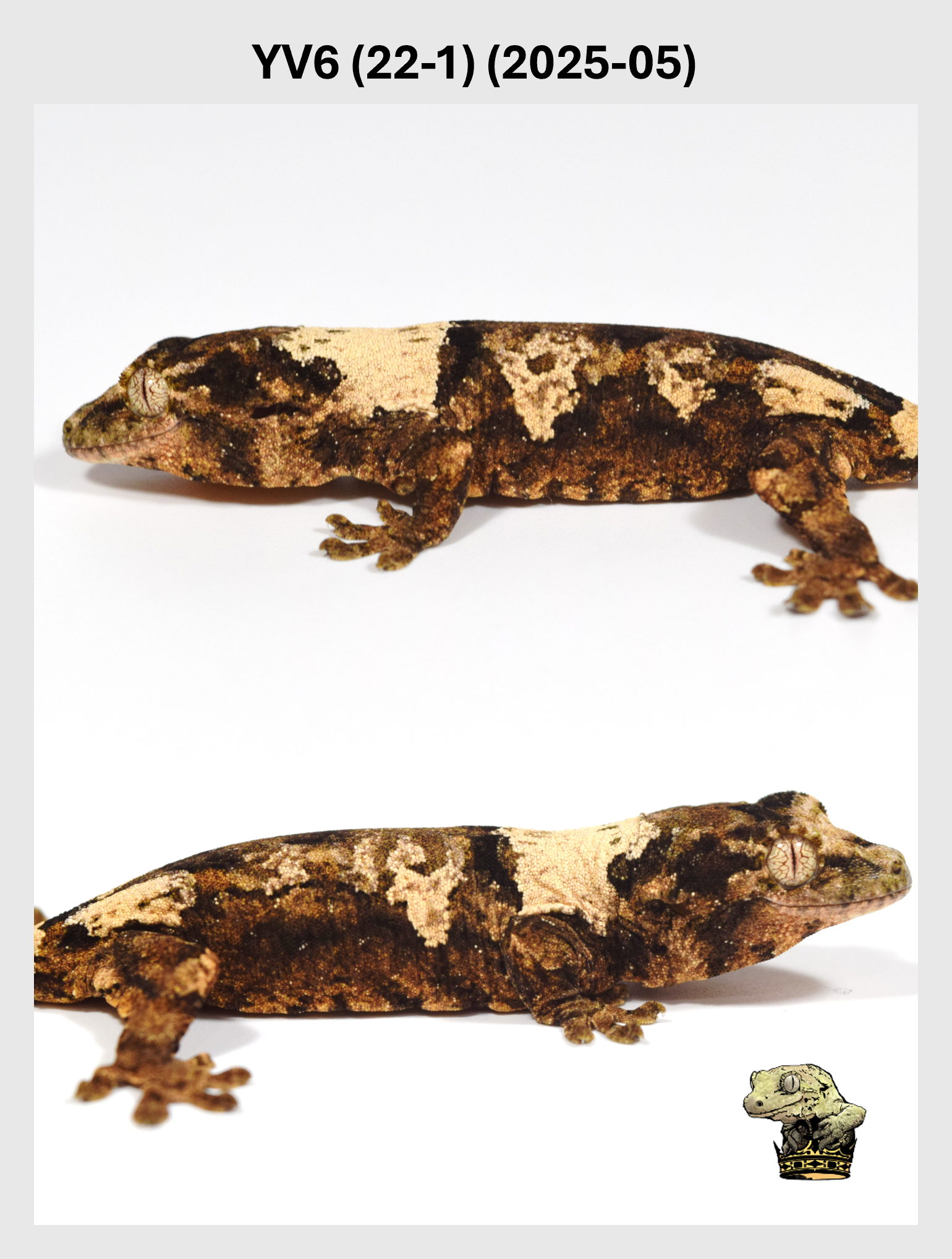 YV6 (22-1) (2025-05) (2025-12-22) (2) SQSP.png