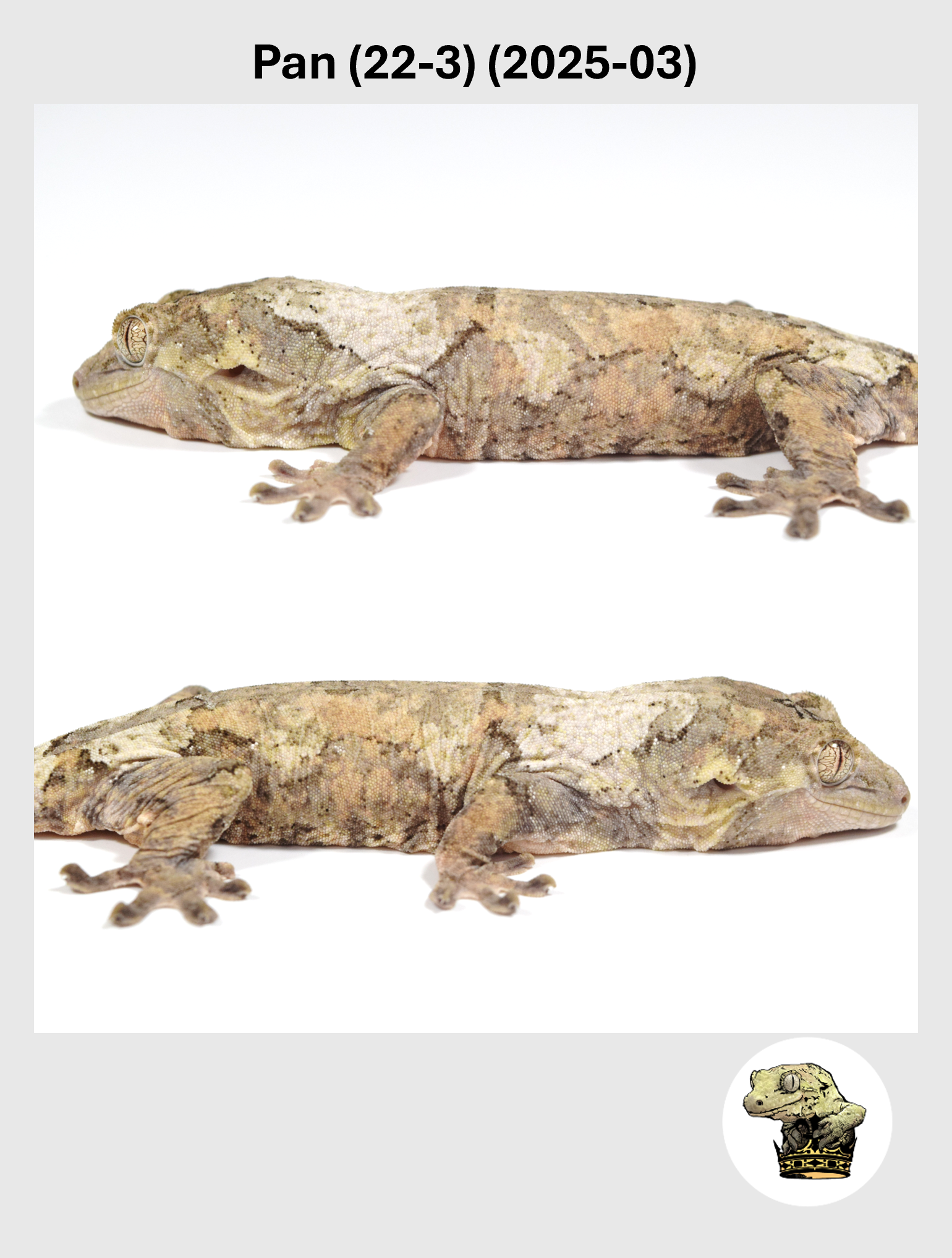 Pan (22-3) (2025-03) (2026-01-16) (4) SQSP.png