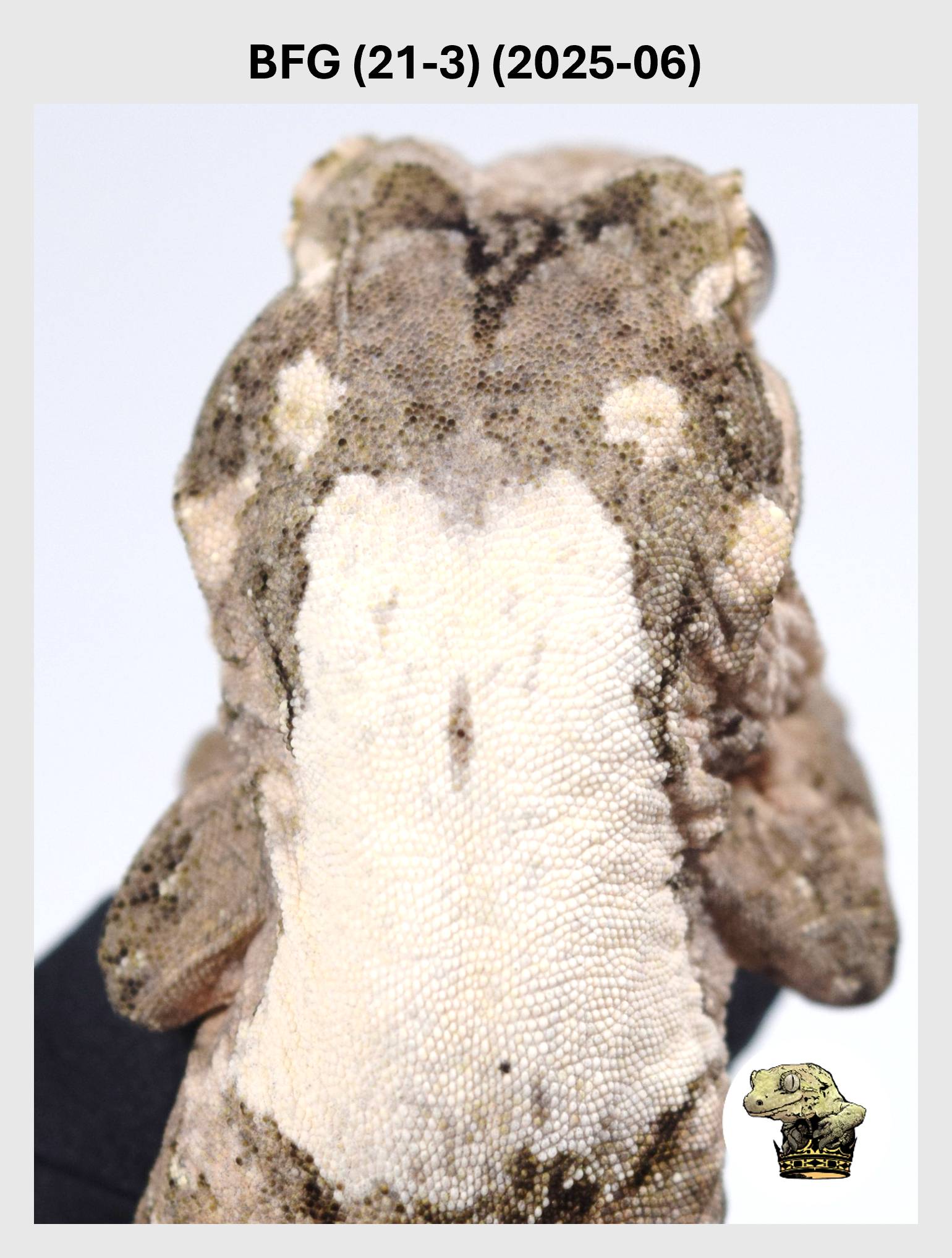 BFG (21-3) (2025-06) (2025-12-16) (1) SQSP.png