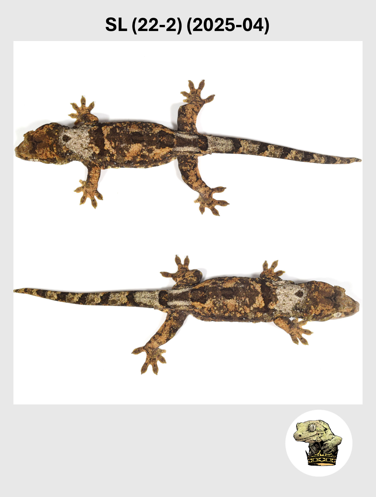 SL (22-2) (2025-04) (2026-01-16) (3) SQSP.png