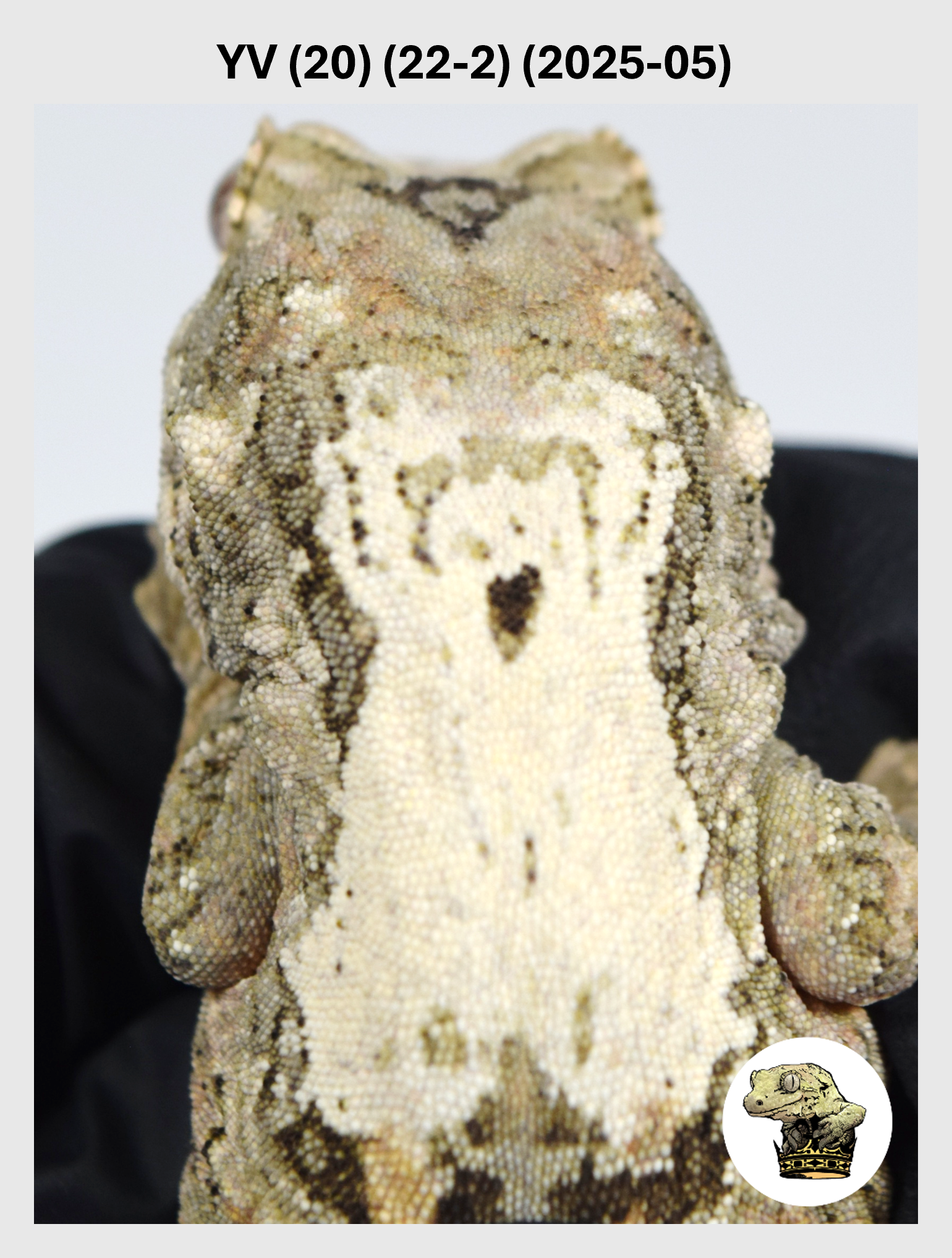 YV (20) (22-2) (2025-05) (2026-03-04) (1) SQSP.png