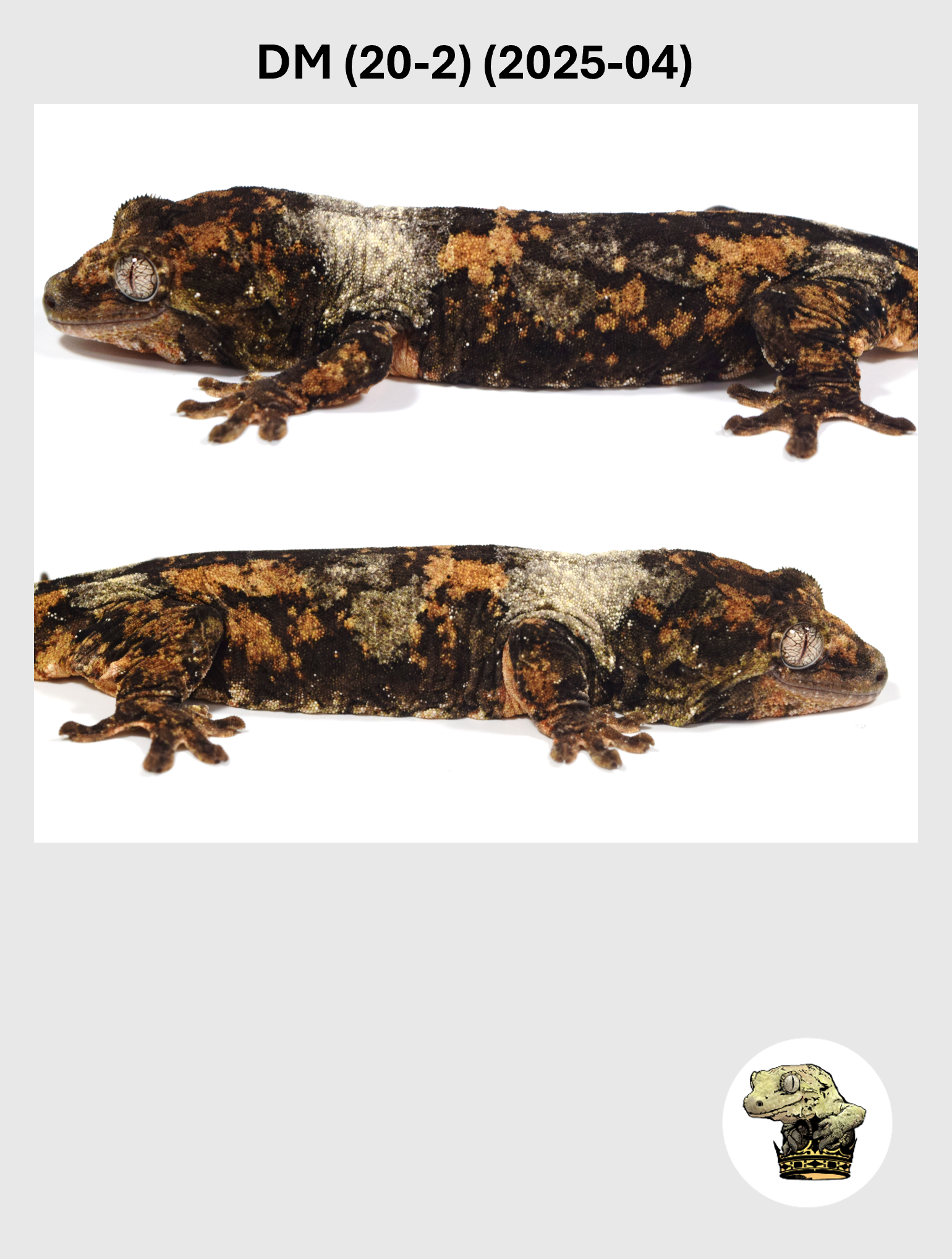 DM (20-2) (2025-04) (2026-03-11) (2) SQSP.png