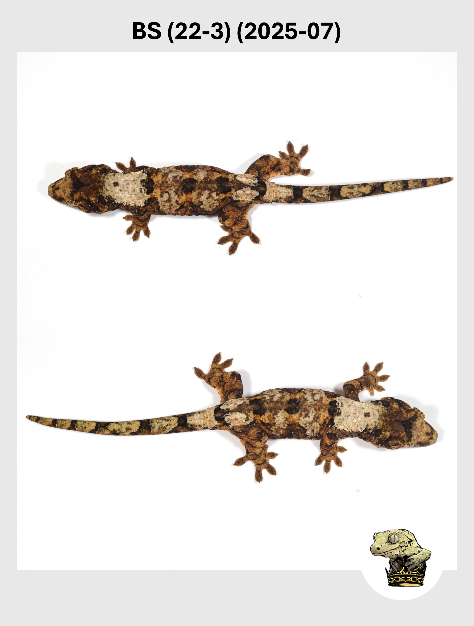 High White Male*! Bane x Sable (22-3) (2025-07)