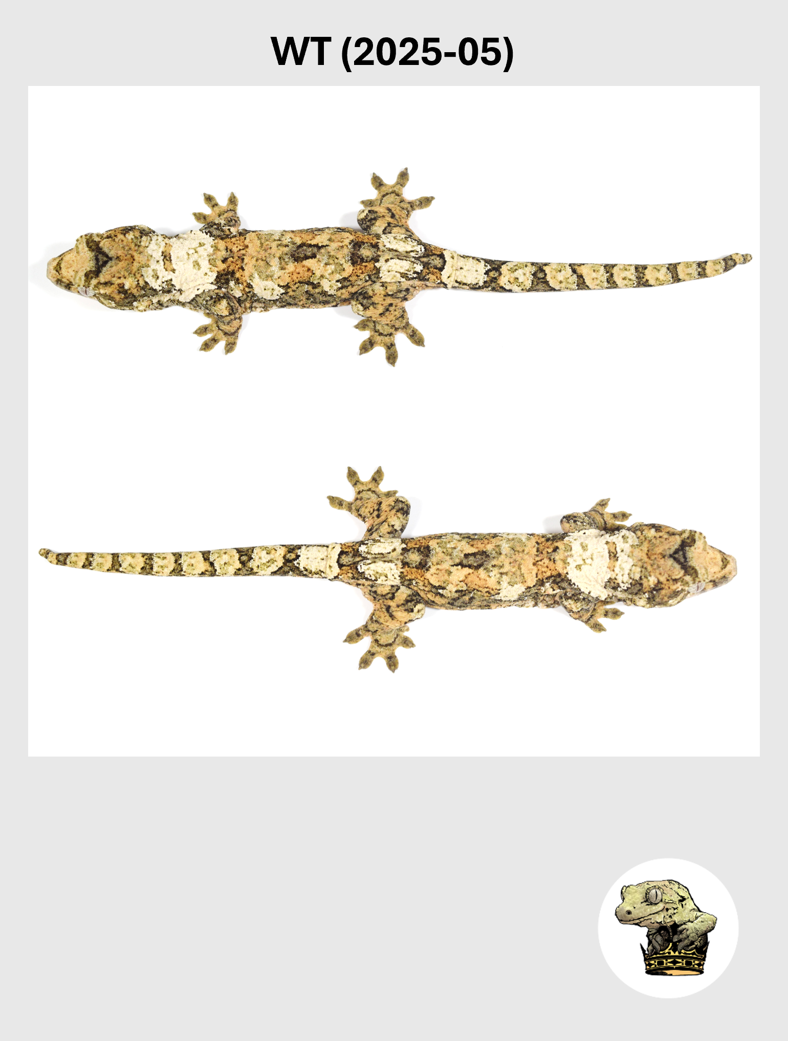 WT (2025-05) (2026-02-17) (5) SQSP.png