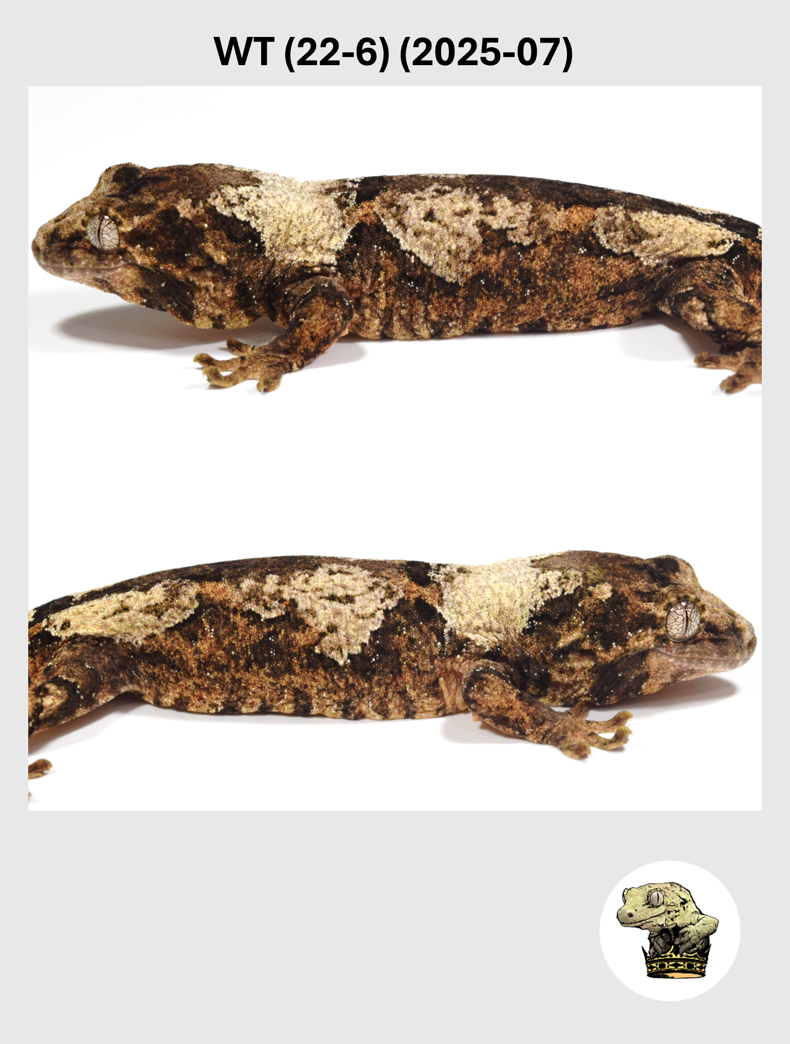 WT (22-6) (2026-07) (2025-03-25) (2) SQSP.png