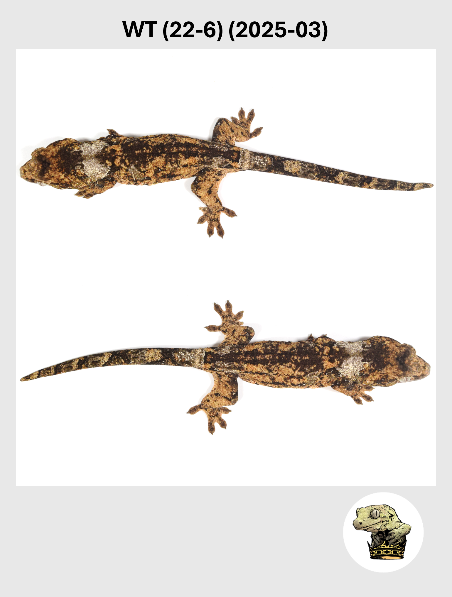 WT (22-6) (2025-03) (2026-01-16) (3) SQSP.png