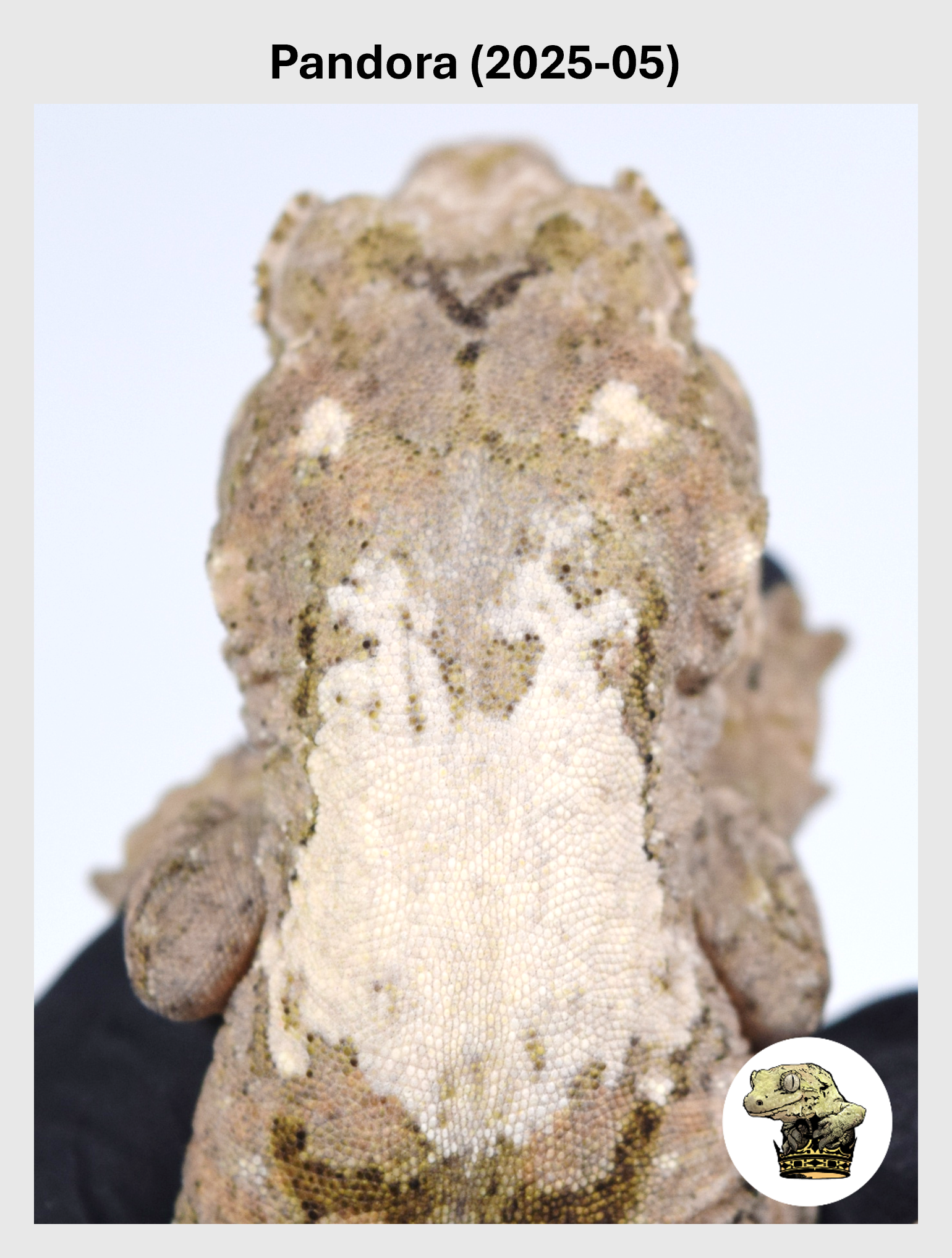 Pandora (2025-05) (2026-02-03) (1) SQSP.png