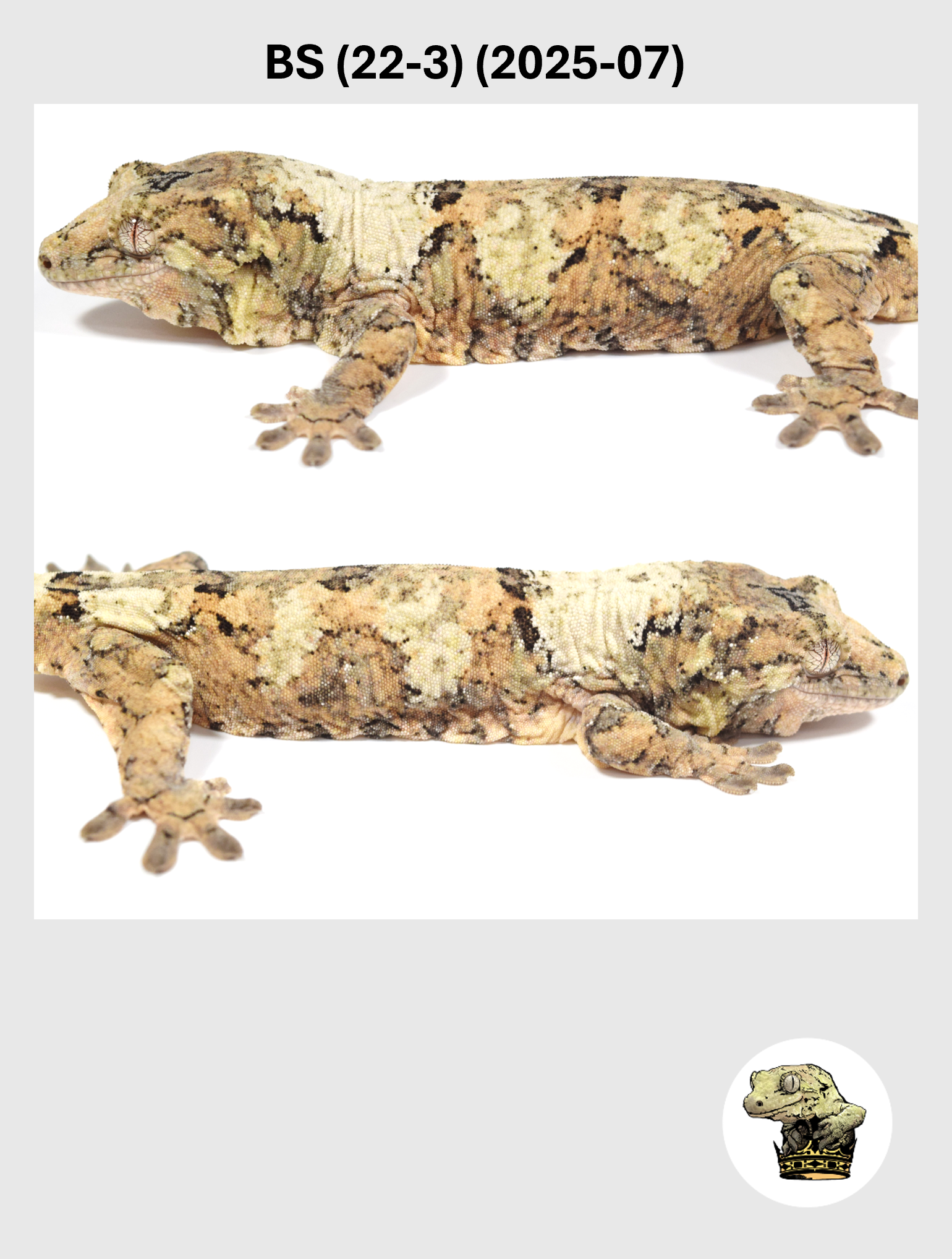 BS (22-3) (2025-07) (2026-03-11) (4) SQSP.png