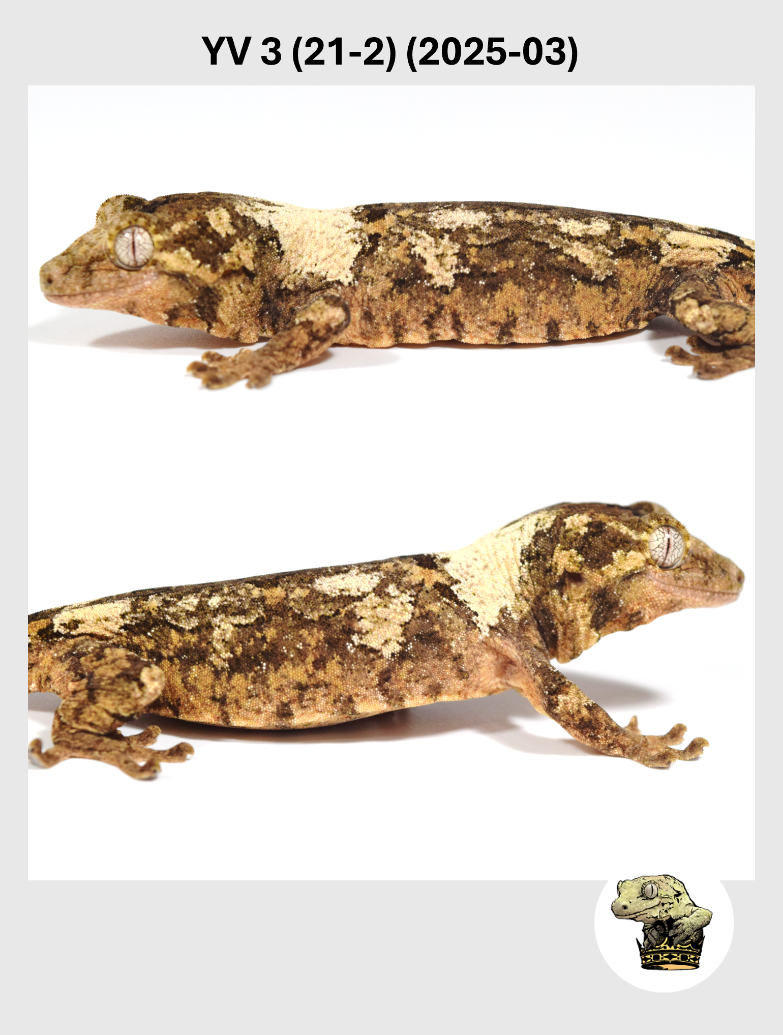 YV 3 (21-2) (2025-03) (2026-02-25) (2) SQSP.png