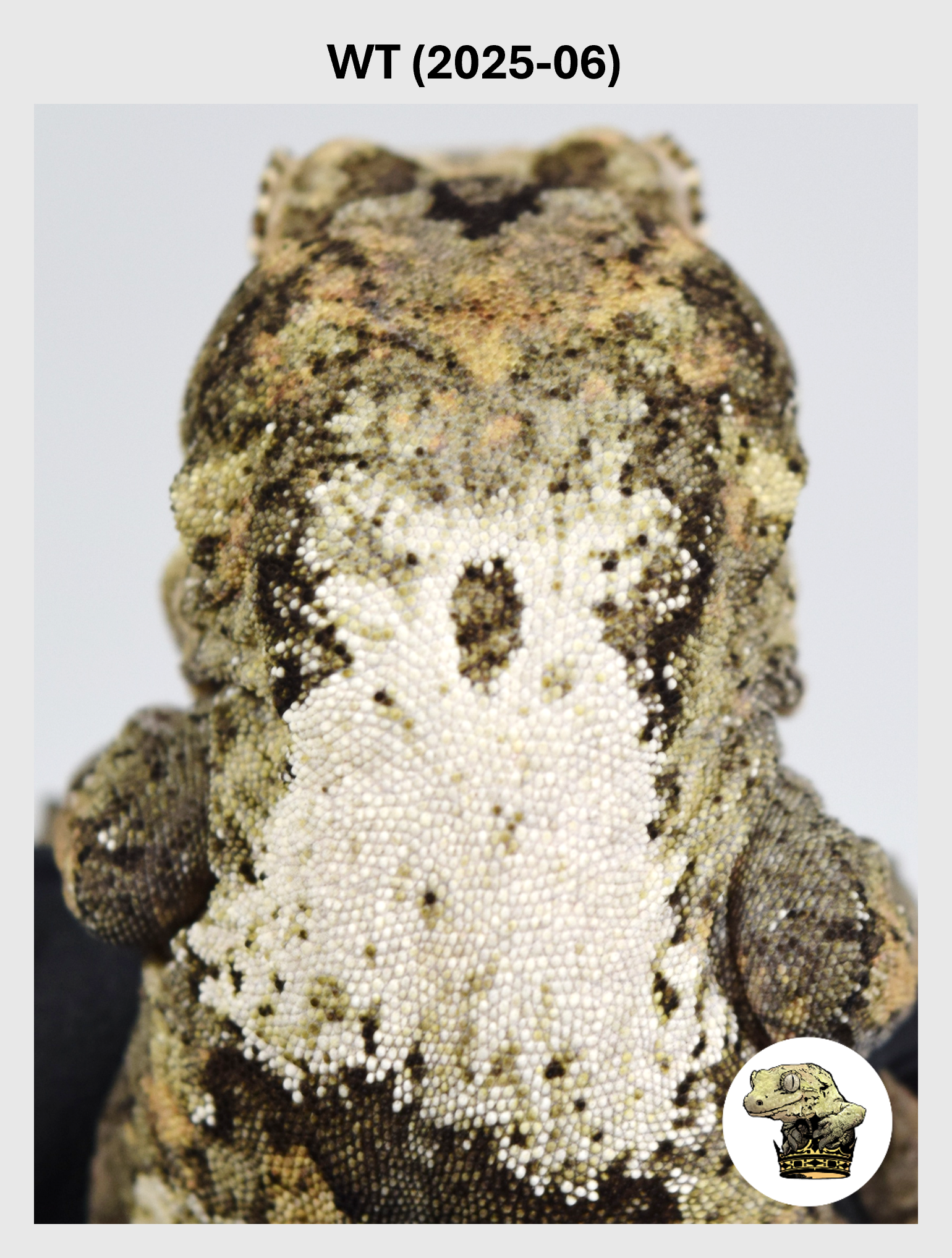 WT (2025-06) (2026-02-17) (1) SQSP.png