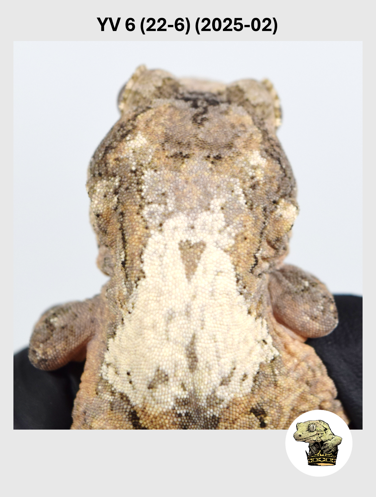 YV 6 (22-6) (2025-02) (2026-03-04) (1) SQSP.png