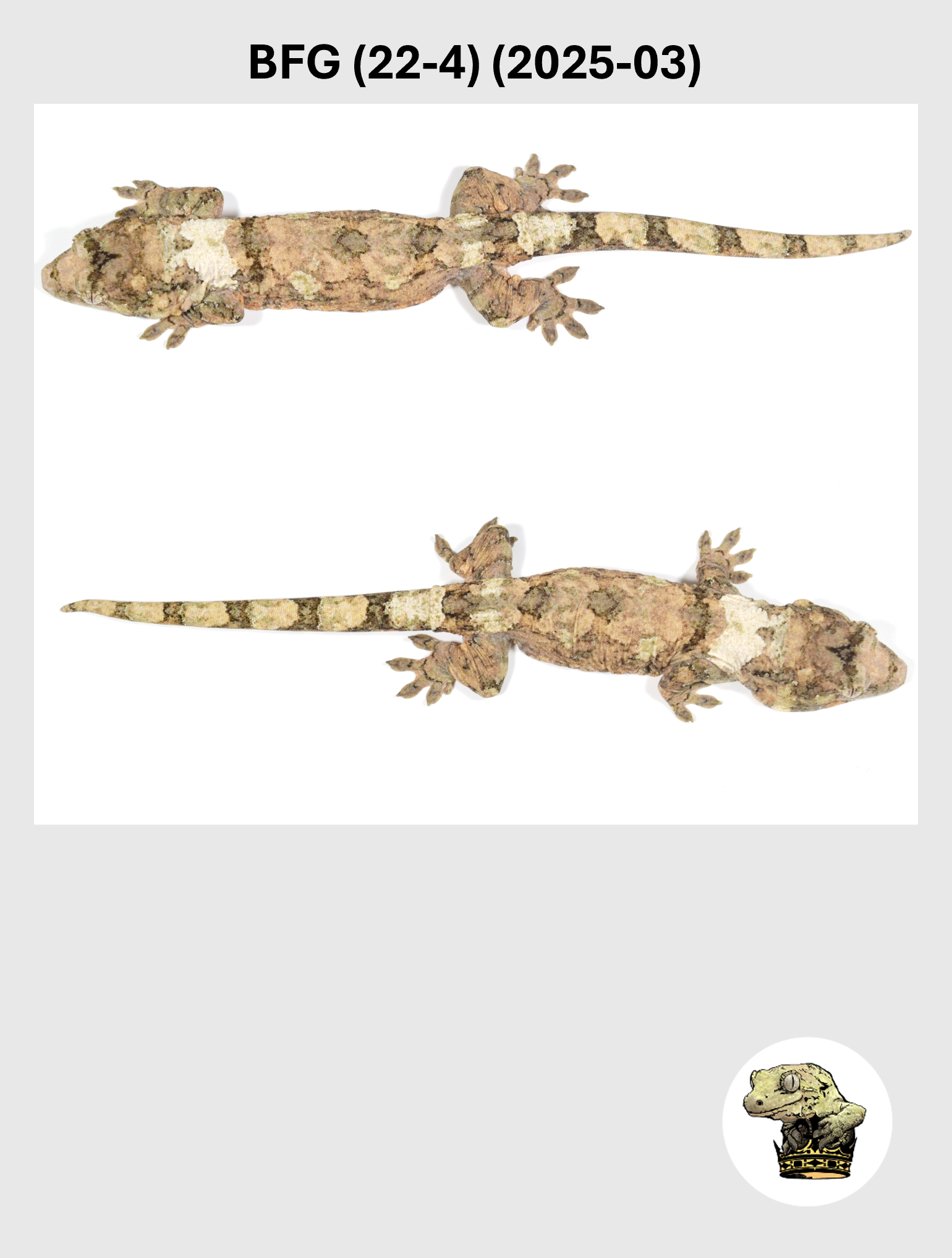 BFG (22-4) (2025-03) (2026-03-11) (5) SQSP.png