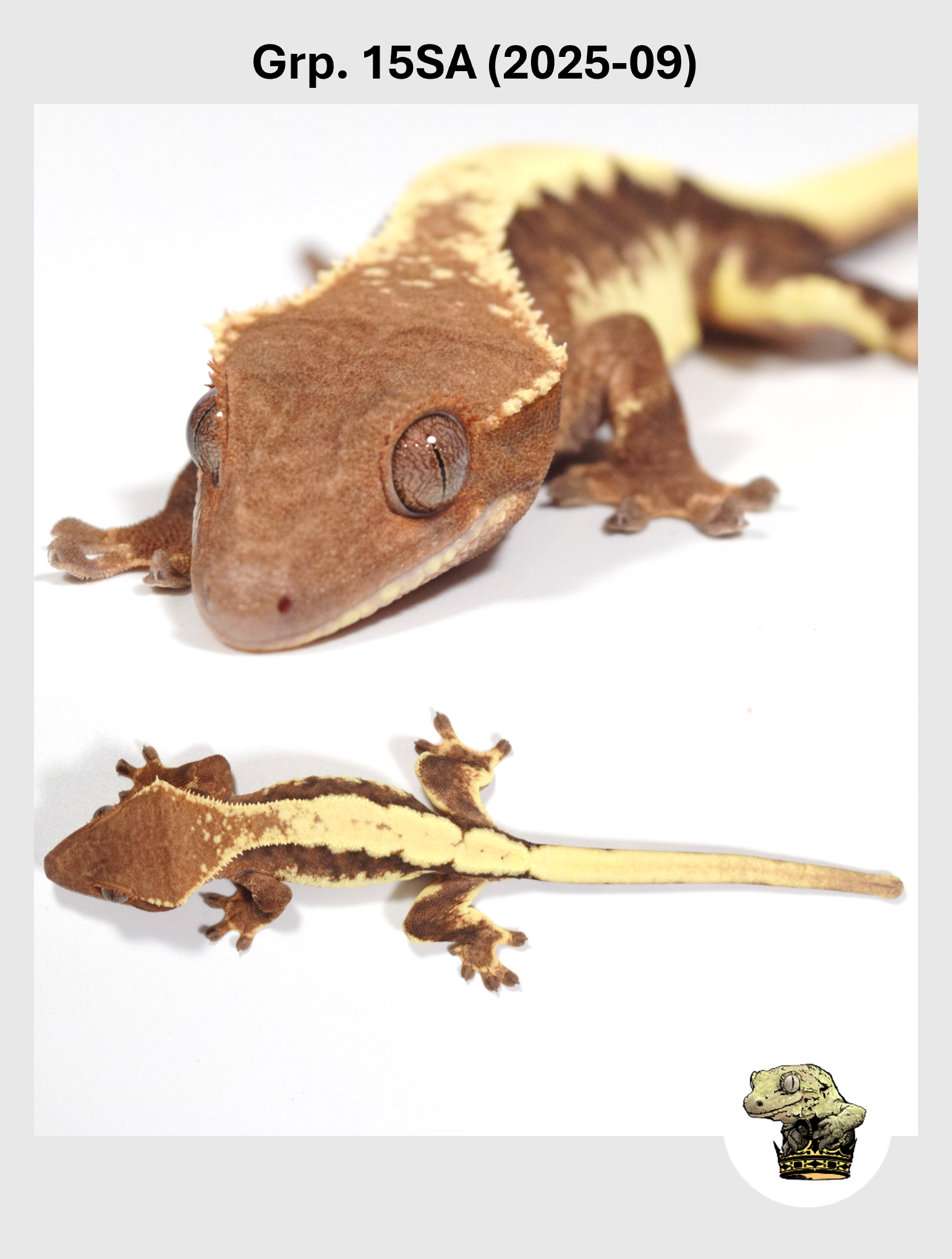 SQSP Grp. 15SA (2025-09) (2026-01-16) (2).png