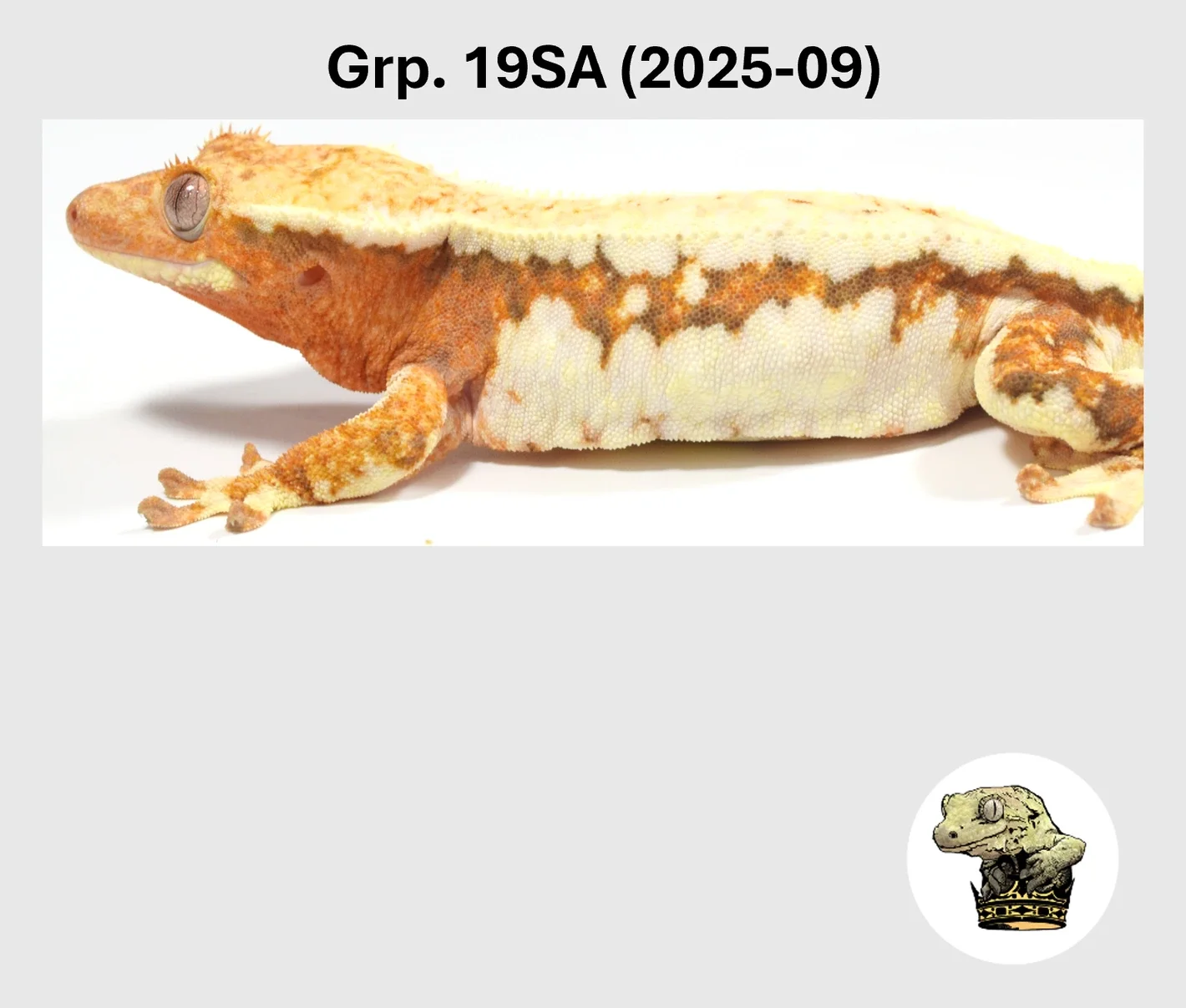 lilly-white-orange-crested-gecko-20261001143722.968-af2d0ea0-1420x1420h.webp