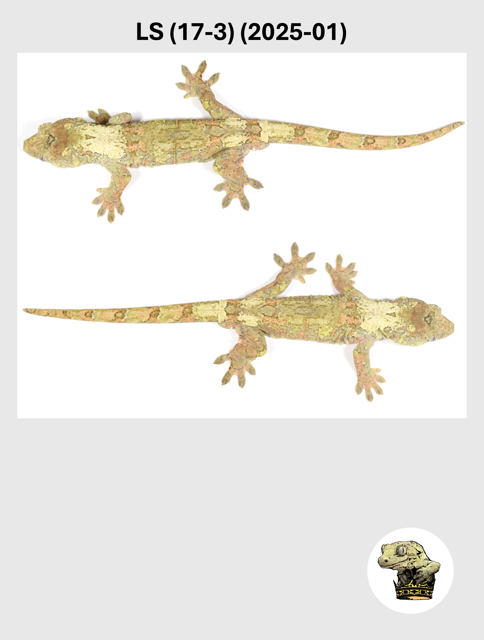 LS (17-3) (2025-01) (2026-04-15) (5) SQSP.png