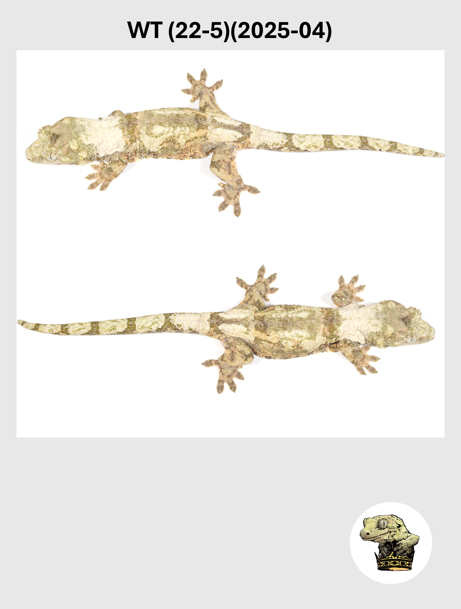 WT (22-5)(2025-04) (2026-10-02) (5) SQSP.png