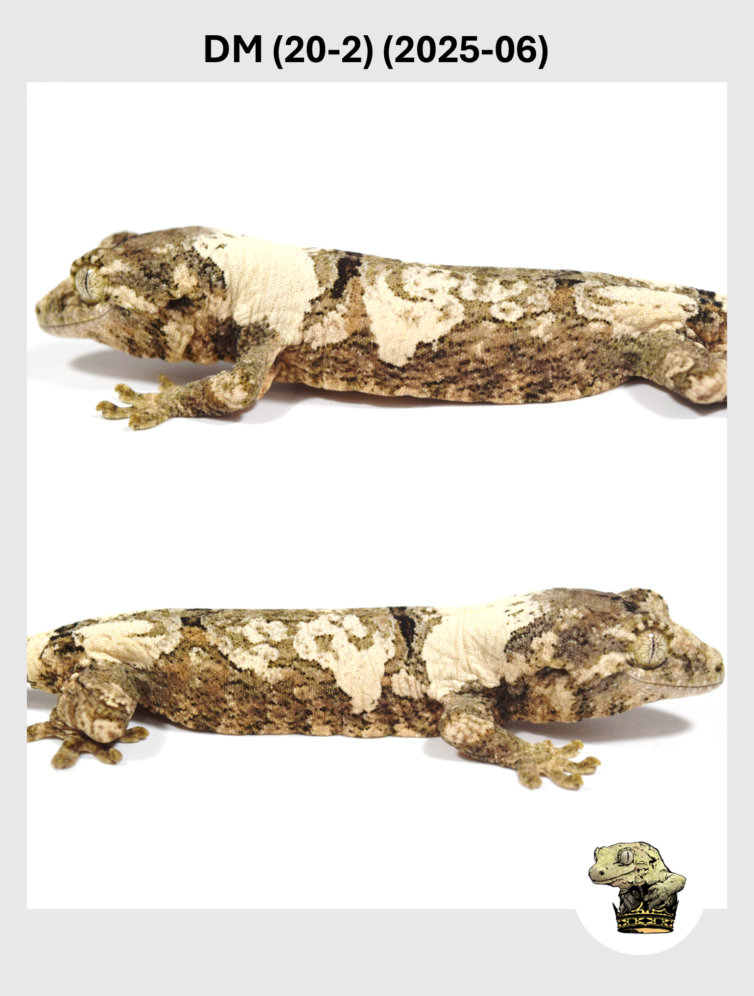 DM (20-2) (2025-06) (2025-12-22) (4) SQSP.png