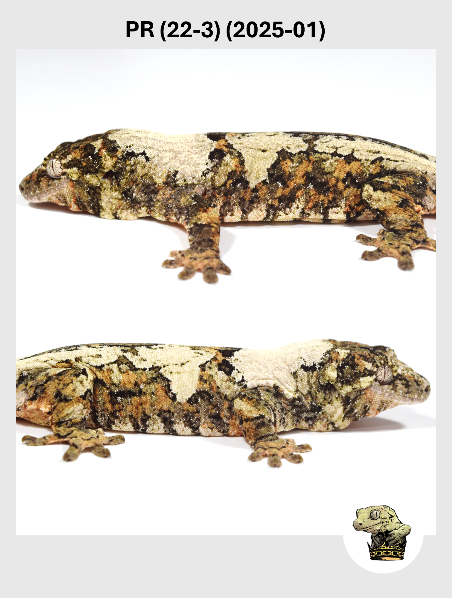 PR (22-3) (2025-01) (2025-12-16) (2) SQSP.png