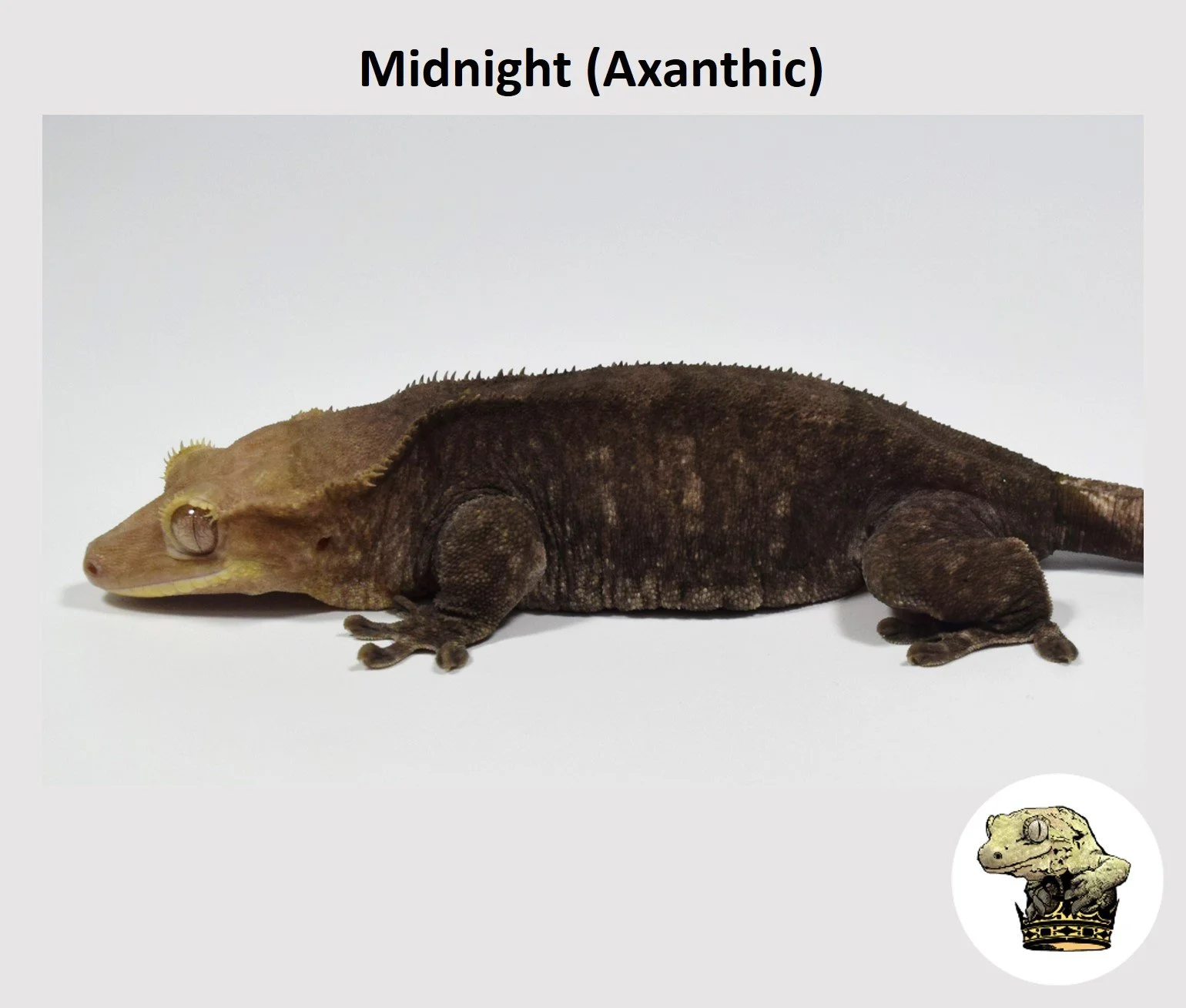 MM Midnight (Axanthic) (2024-1-2) (2).jpg
