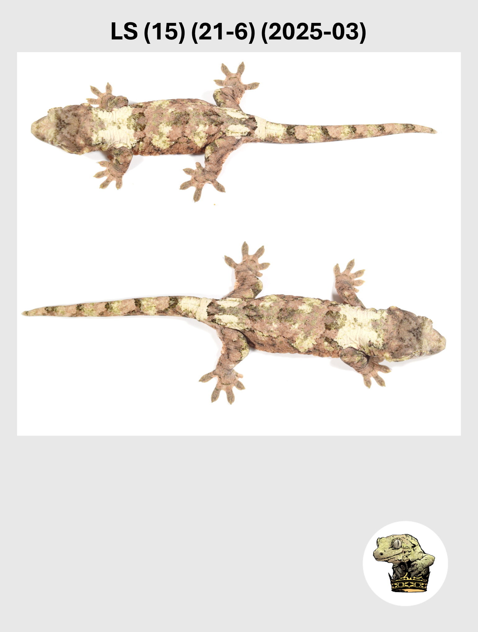 LS (15) (21-6) (2025-03) (2026-03-11) (5) SQSP.png