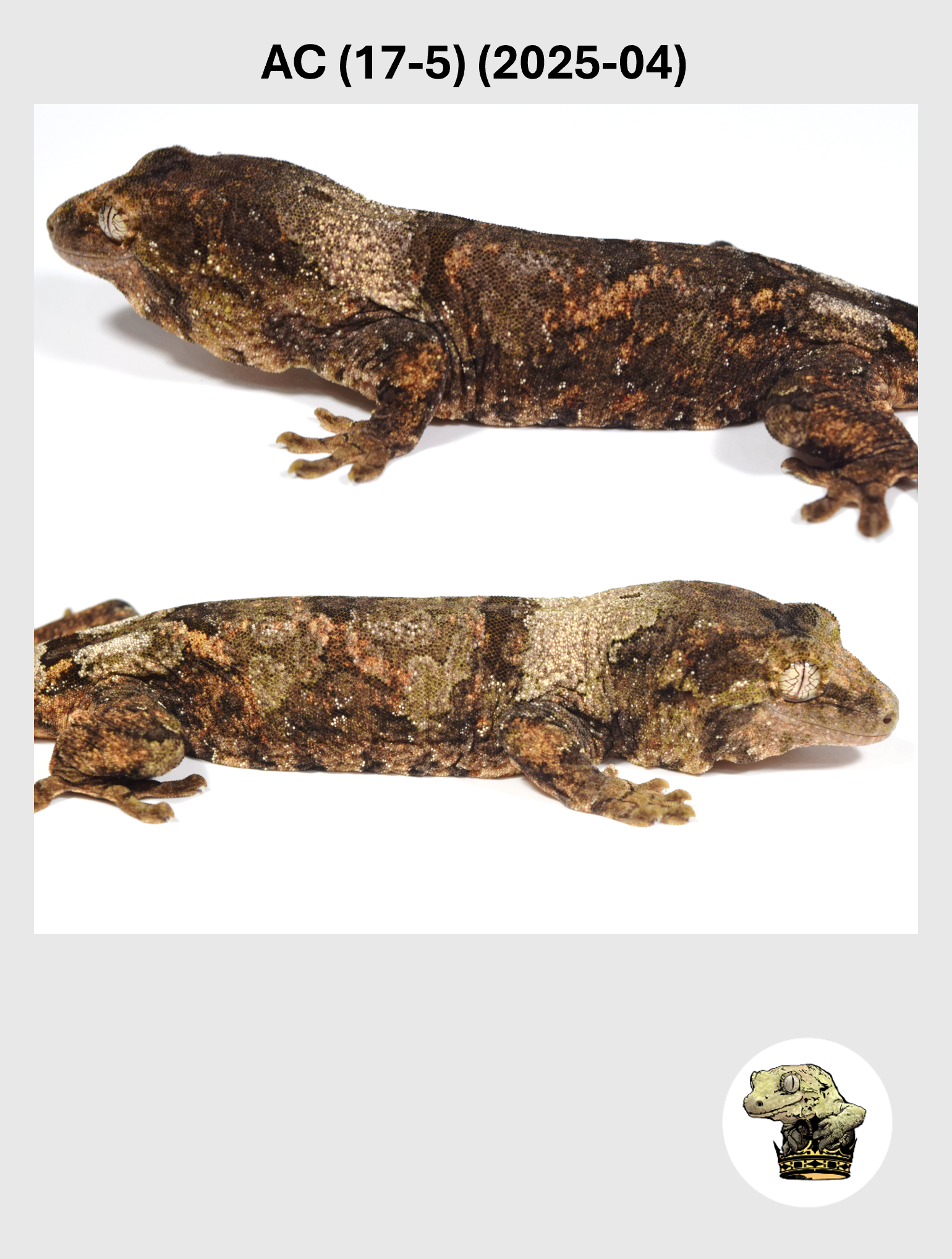 AC (17-5) (2025-04) (2026-03-11) (2) SQSP.png