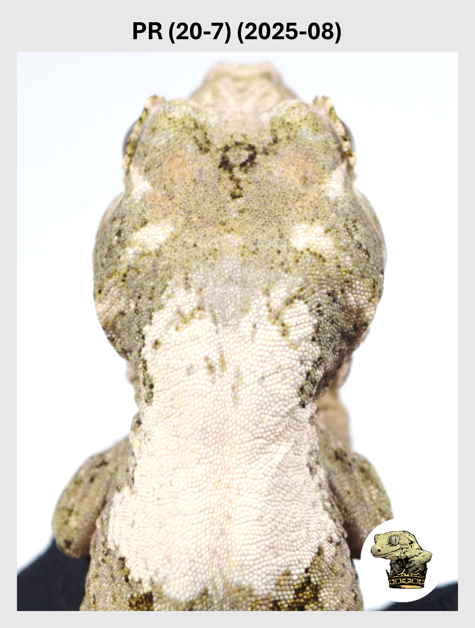 PR (20-7) (2025-08) (2025-12-16) (1) SQSP.png