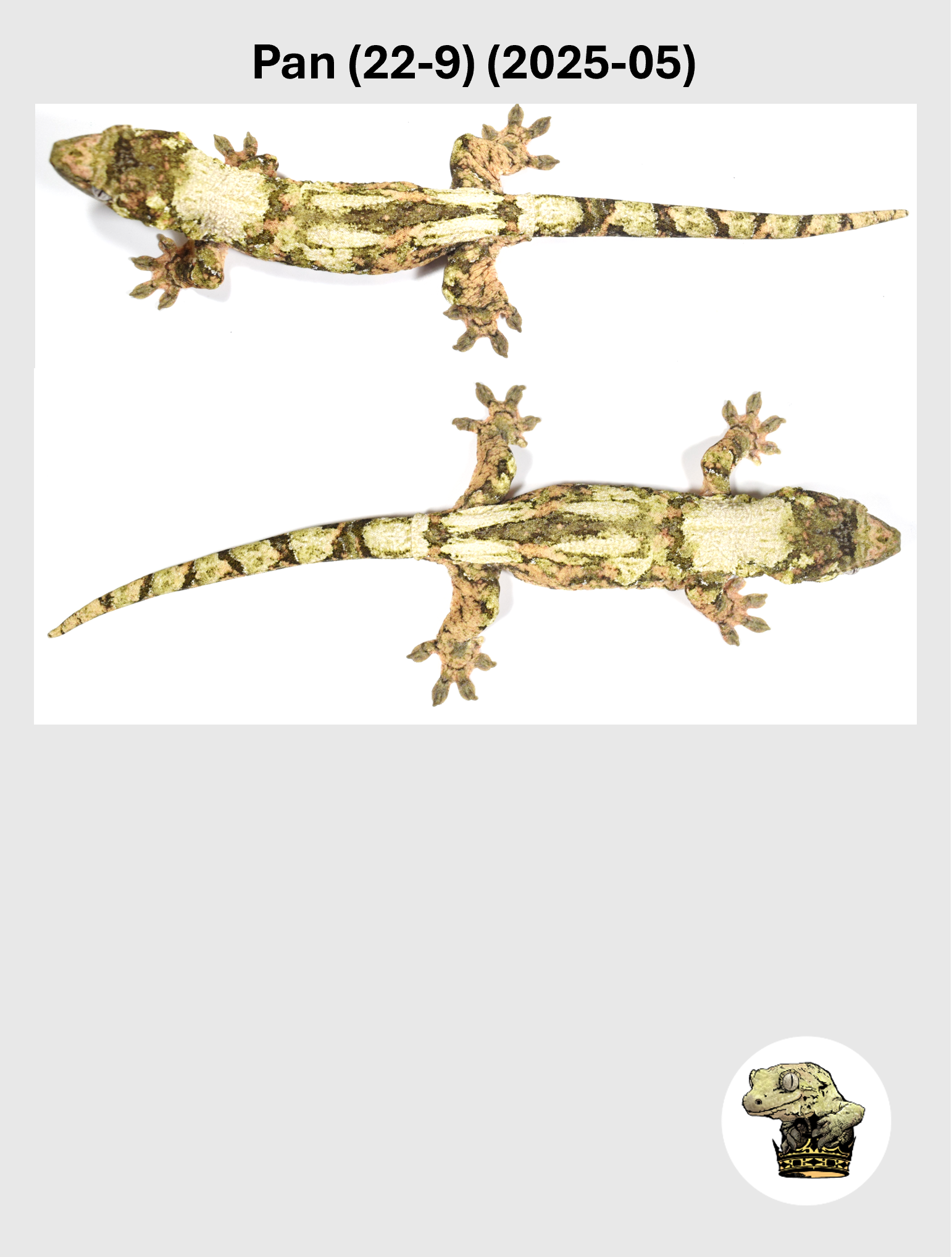 High White Female*! Pan (22-9) (2025-05)