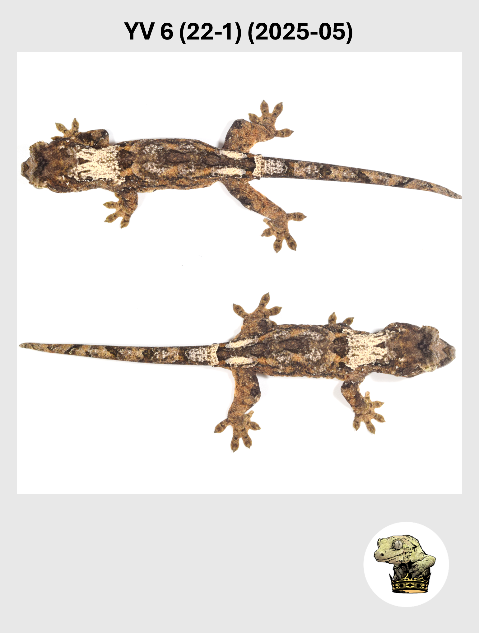 YV 6 (22-1) (2025-05) (2026-01-20) (3) SQSP.png