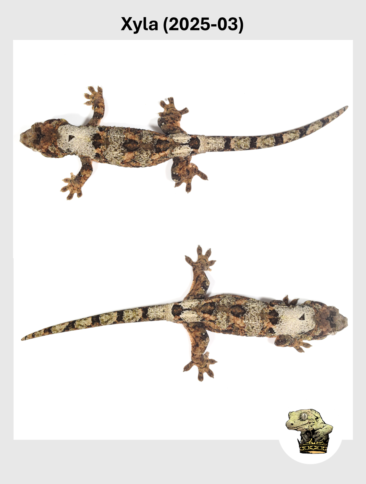 Xyla (2025-03) (2025-12-16) (3) SQSP.png