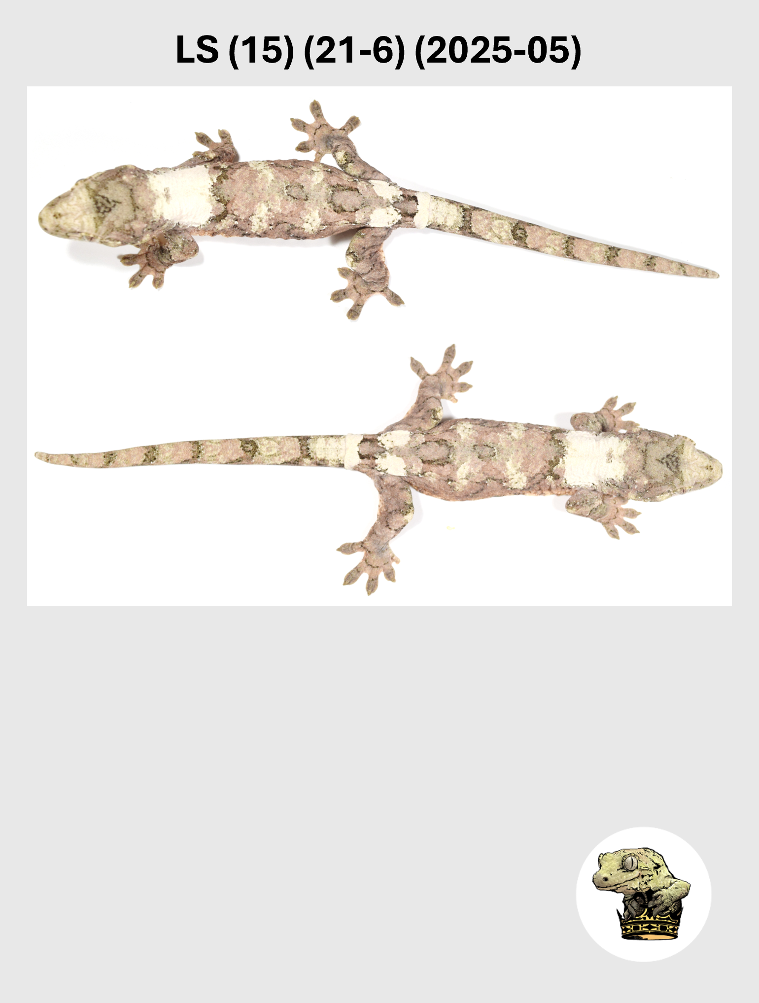 LS (15) (21-6) (2025-05) (2026-06-24) (5) SQSP.png