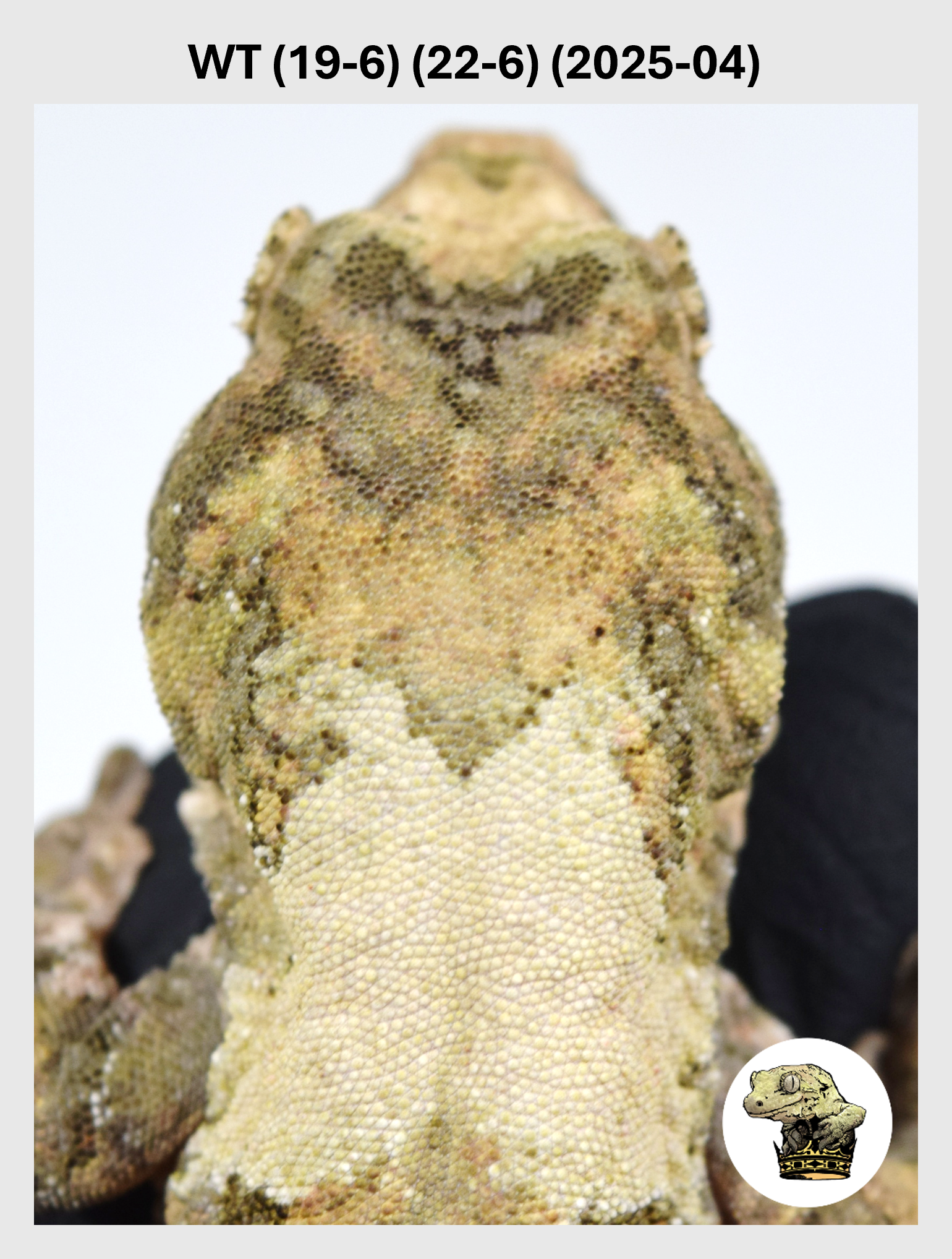 High White Male*! WT (19-6) (22-6) (2025-04)